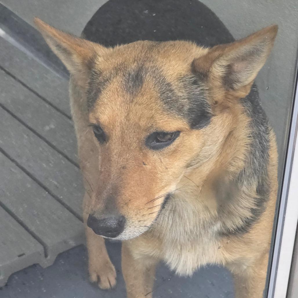 Bullet, Adoptable, Young Male Australian Cattle Dog / Blue Heeler.