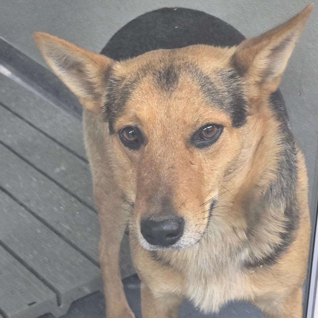 Enlarge Bullet, a Adoptable mixed breed in Galax, VA image 2/2