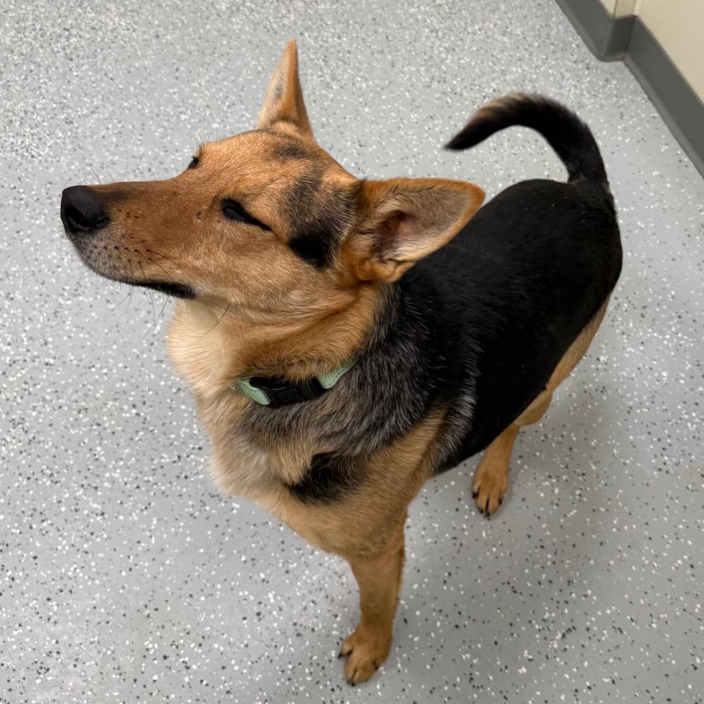 Bullet, a Adoptable mixed breed in Galax, VA image 4/6