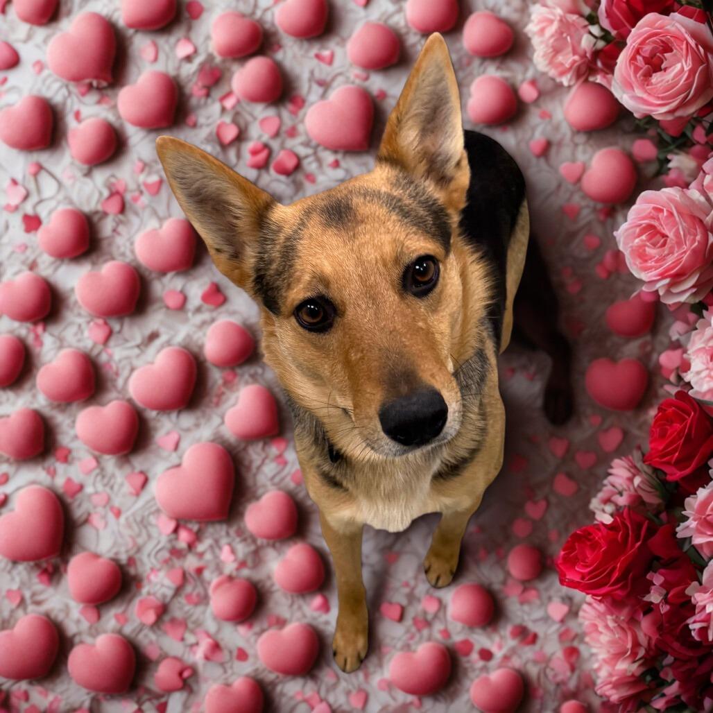 Bullet, a Adoptable mixed breed in Galax, VA image 6/6