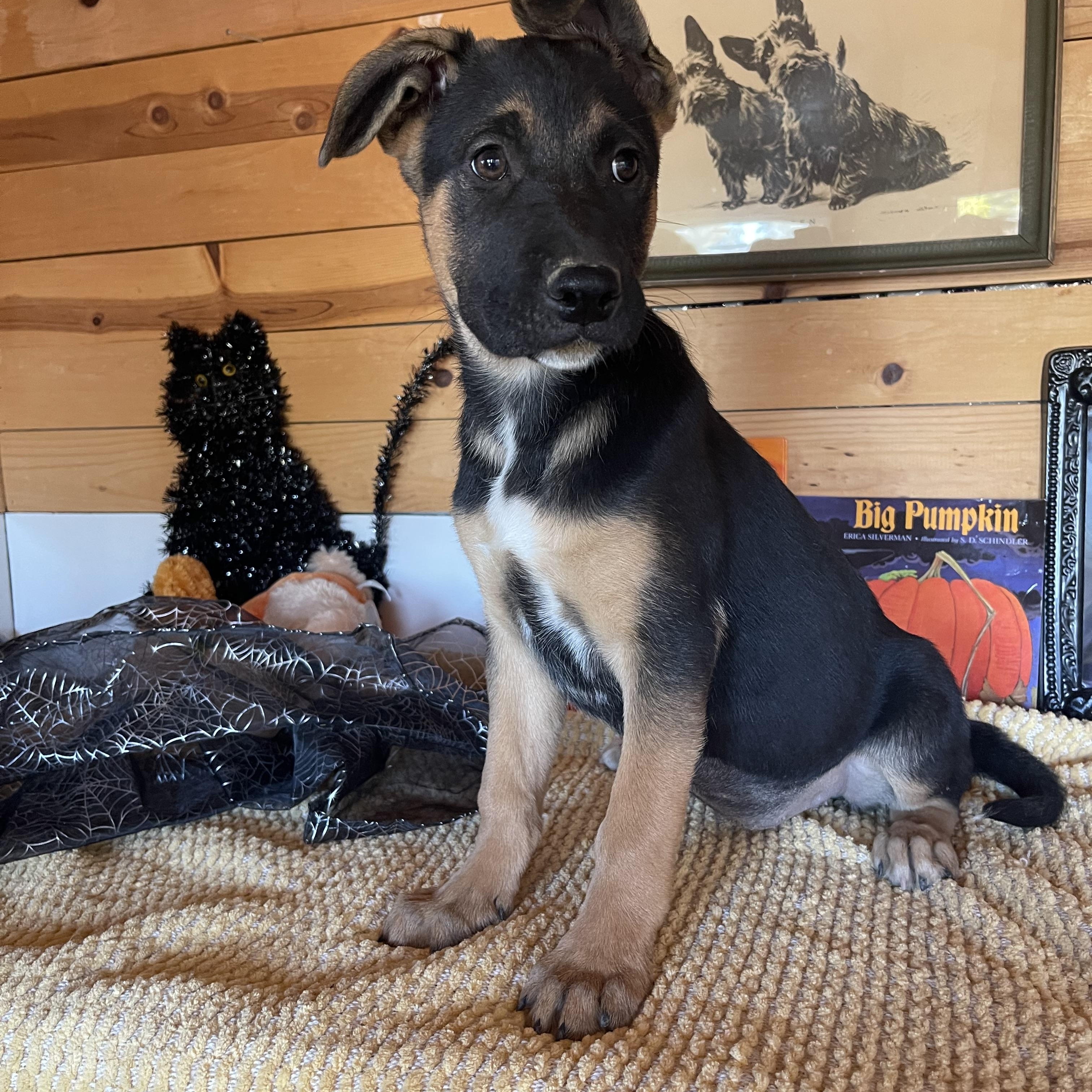 Enlarge Poppy, a Adoptable mixed breed in Vacaville, CA image 1/5