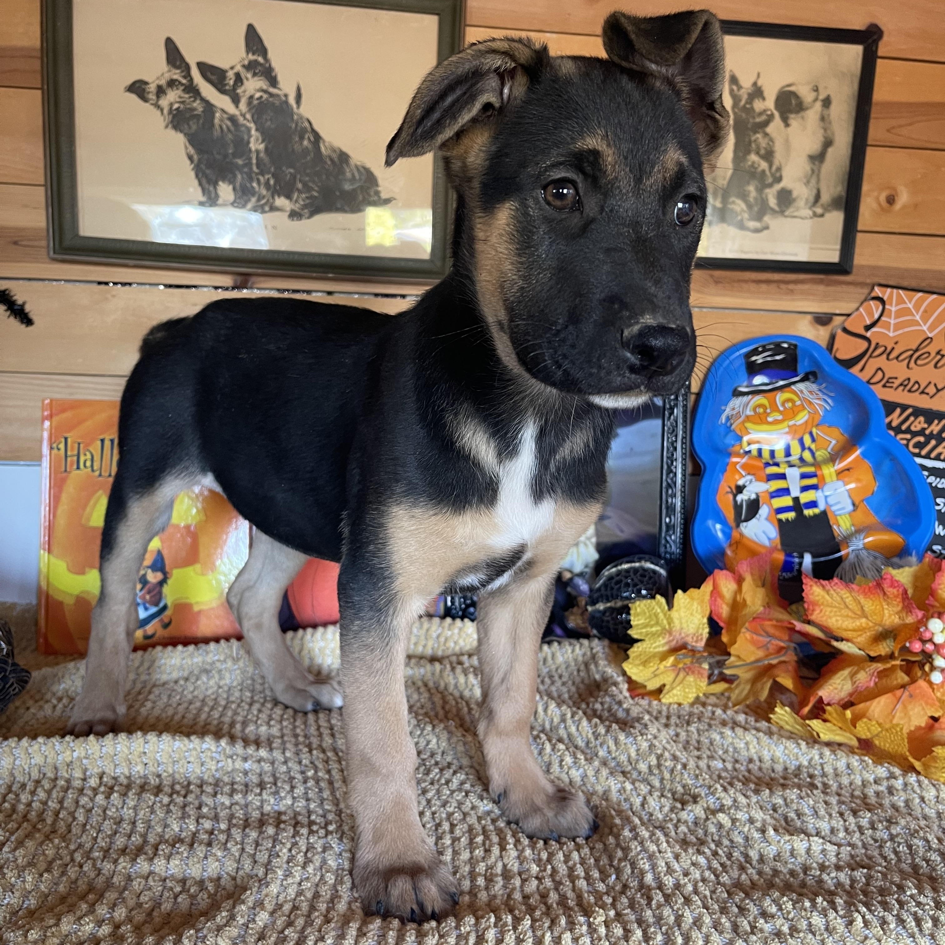 Enlarge Poppy, a Adoptable mixed breed in Vacaville, CA image 3/5
