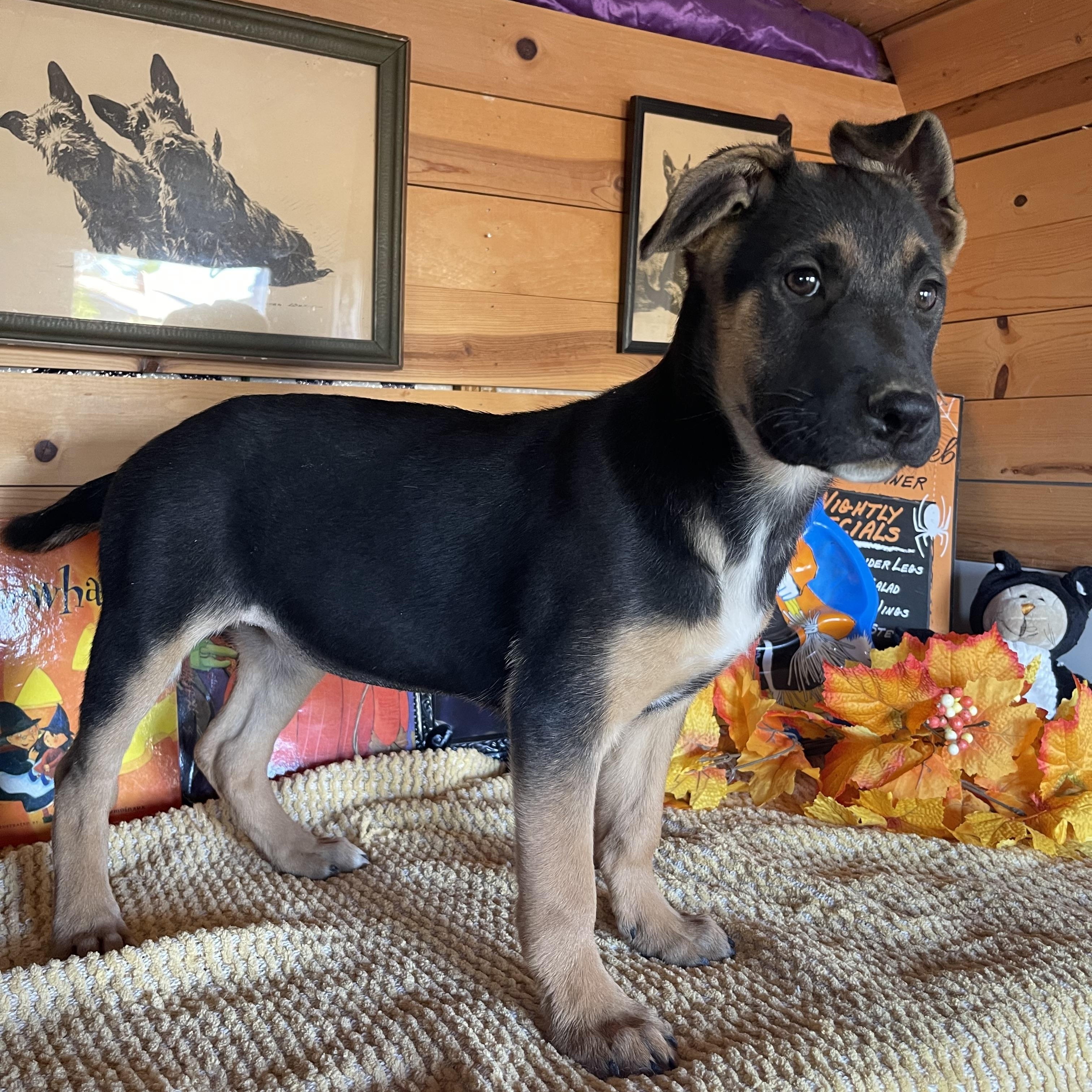 Enlarge Poppy, a Adoptable mixed breed in Vacaville, CA image 4/5