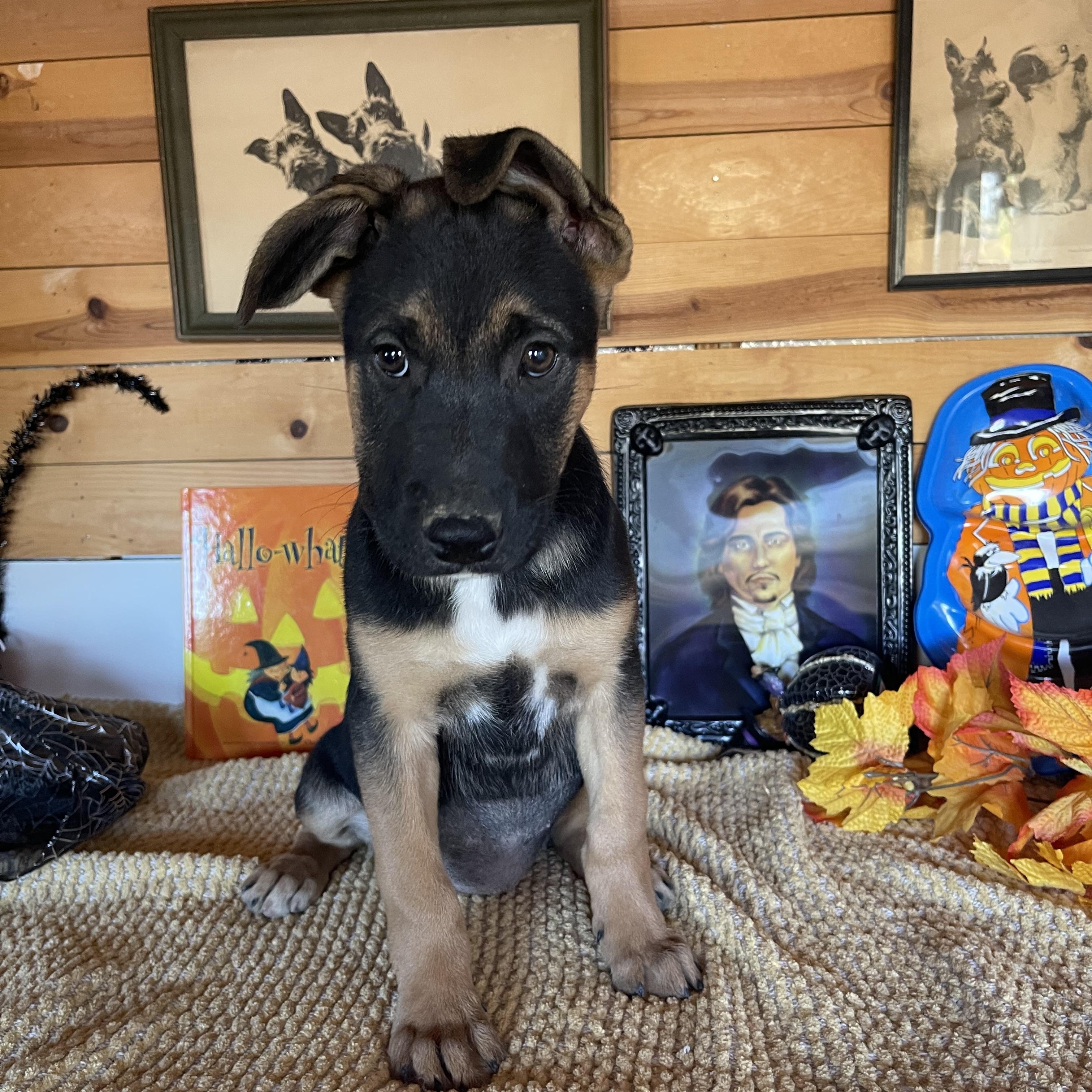Enlarge Poppy, a Adoptable mixed breed in Vacaville, CA image 5/5