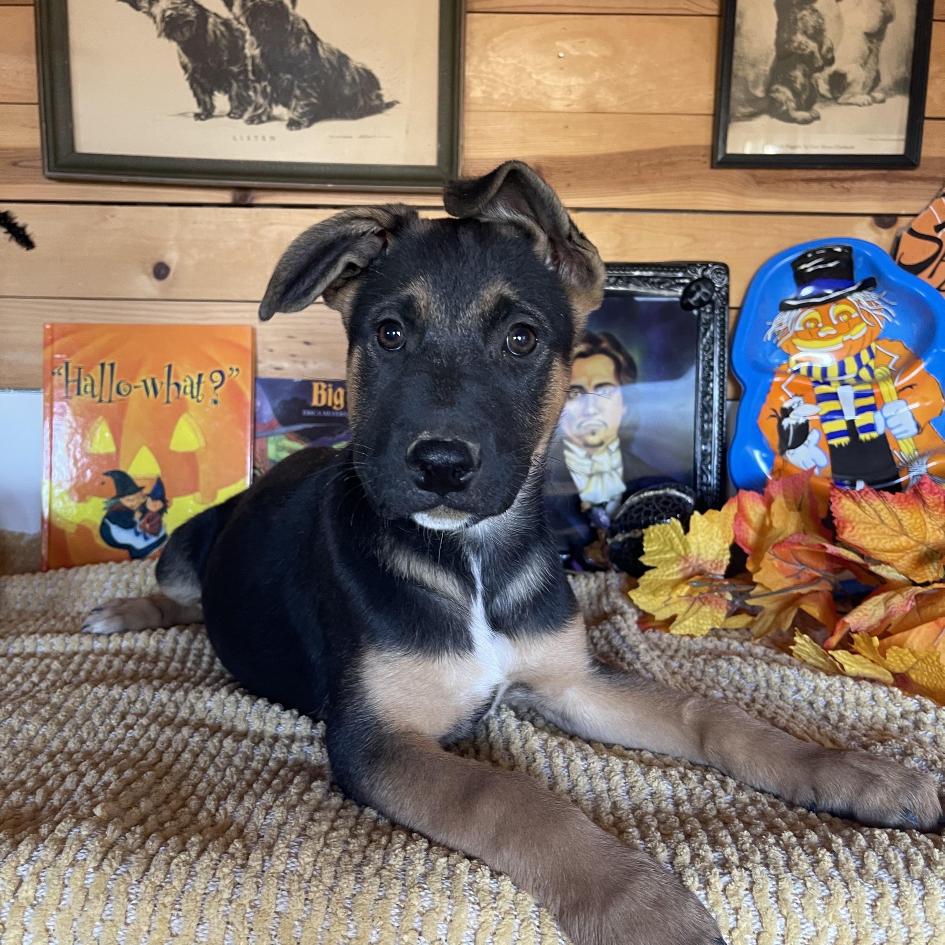 Enlarge Poppy, a Adoptable mixed breed in Vacaville, CA image 2/5