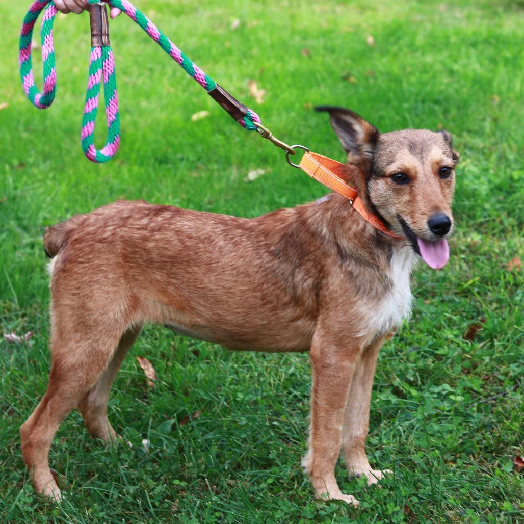 CT Yara, Adoptable, Young Female Terrier & Mixed Breed.
