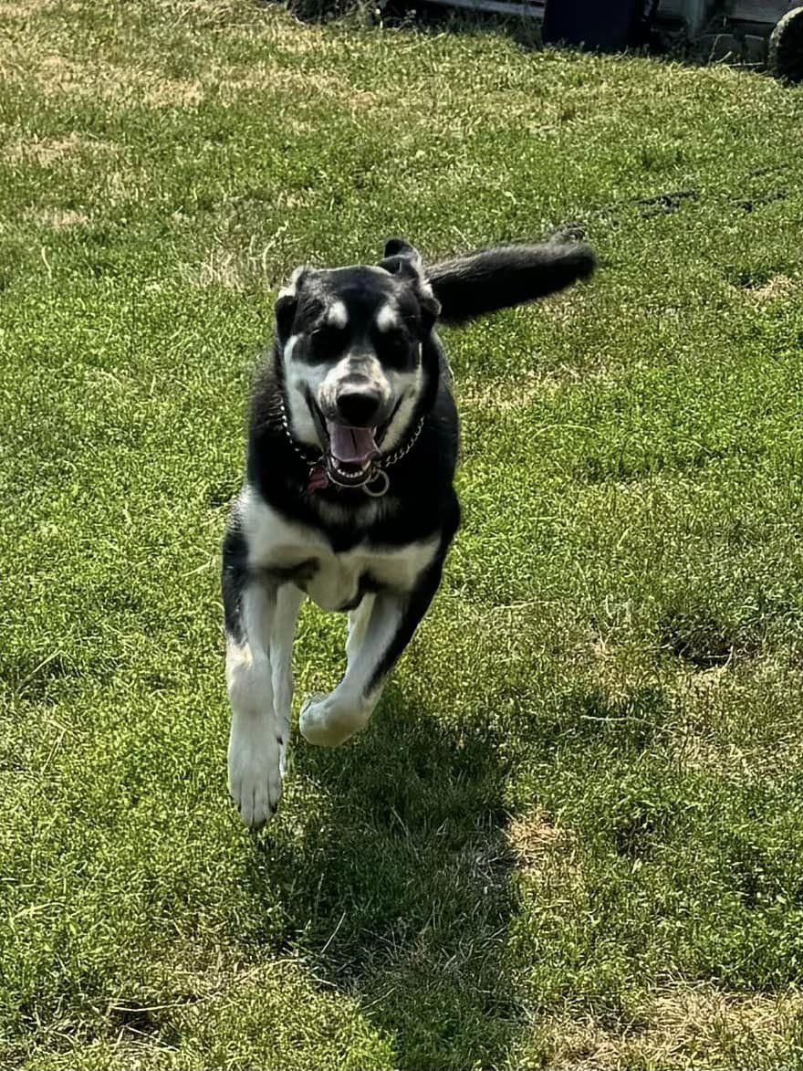 Shiva, ADOPTABLE, Young Female Siberian Husky.