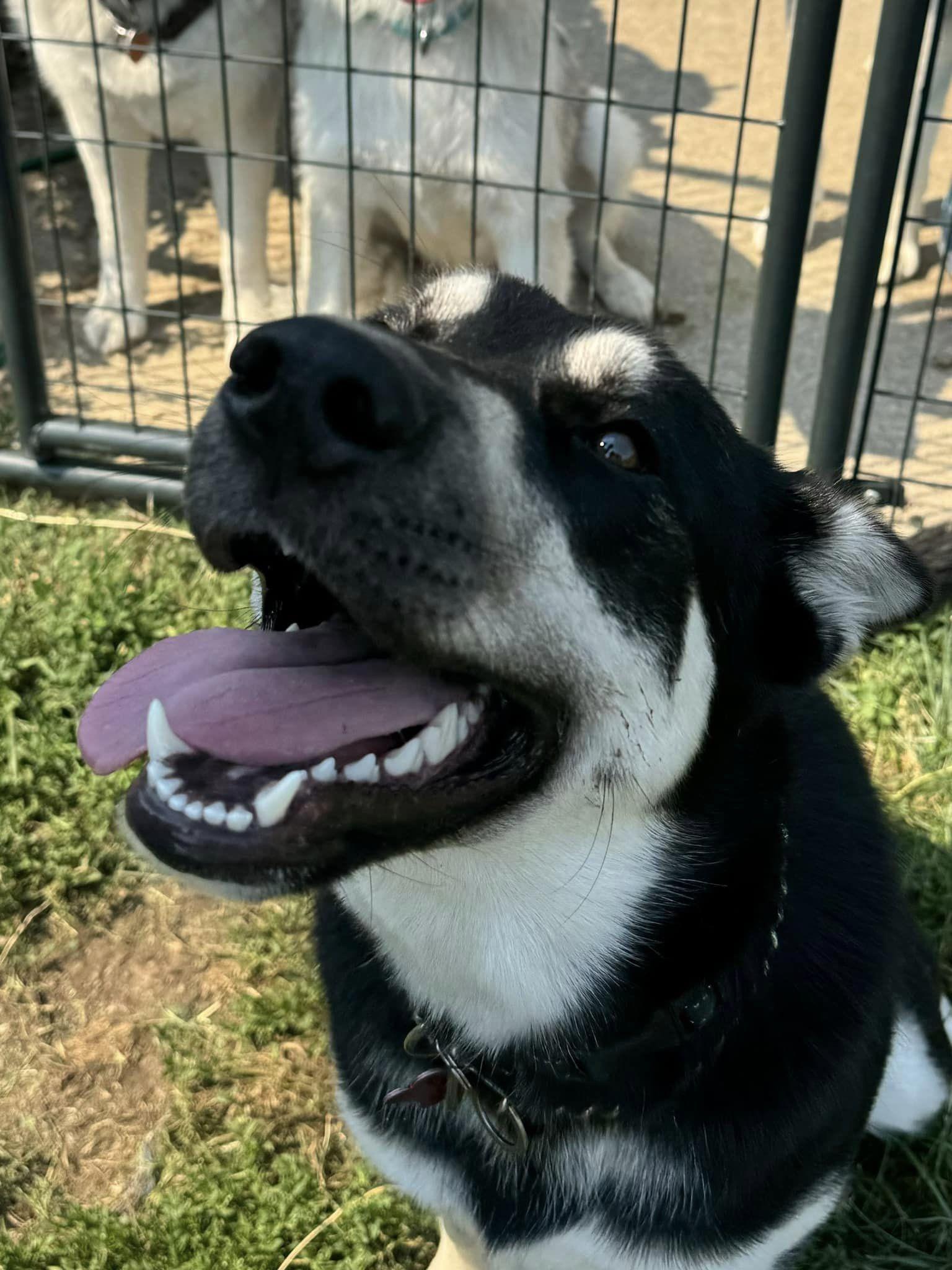Enlarge Shiva, a ADOPTABLE Siberian Husky in Deer Park, WA image 3/5