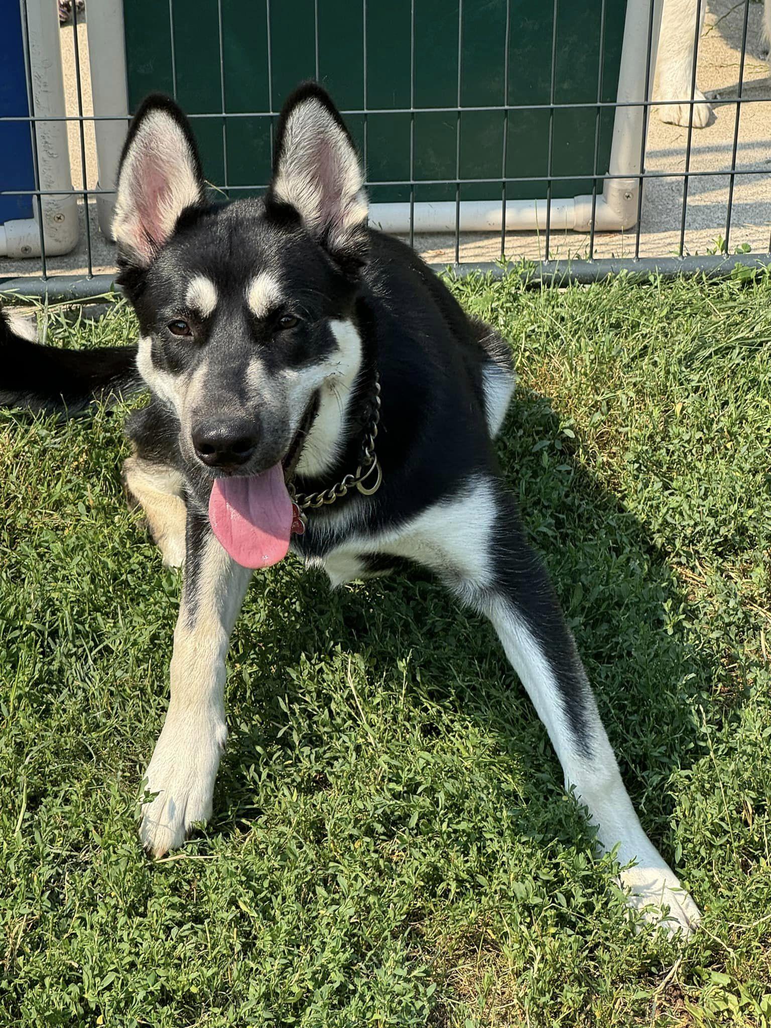 Enlarge Shiva, a ADOPTABLE Siberian Husky in Deer Park, WA image 5/5