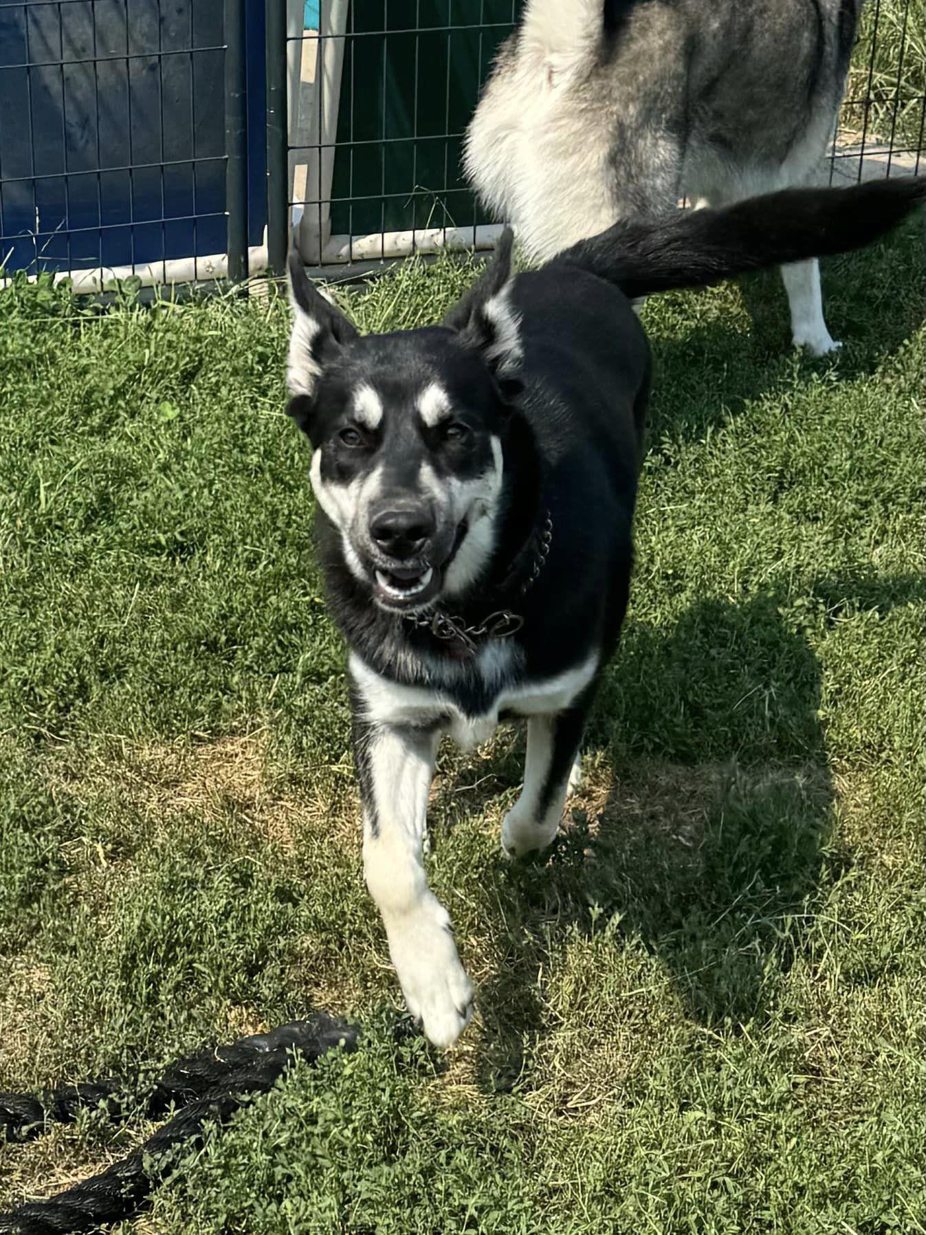 Enlarge Shiva, a ADOPTABLE Siberian Husky in Deer Park, WA image 2/5