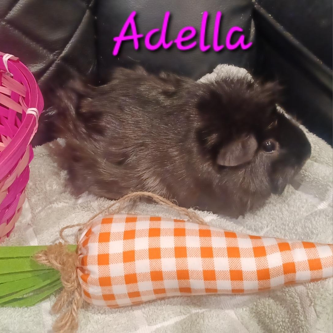Adella photo 3