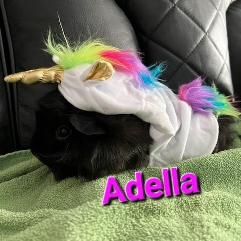Adella photo 2