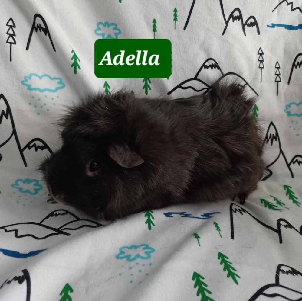 Adella photo 4