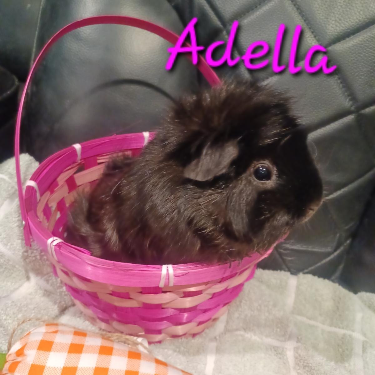 Adella photo 5