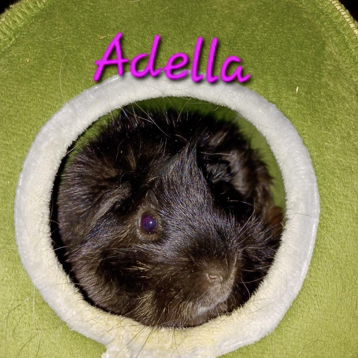 Adella, Adult Female unknown