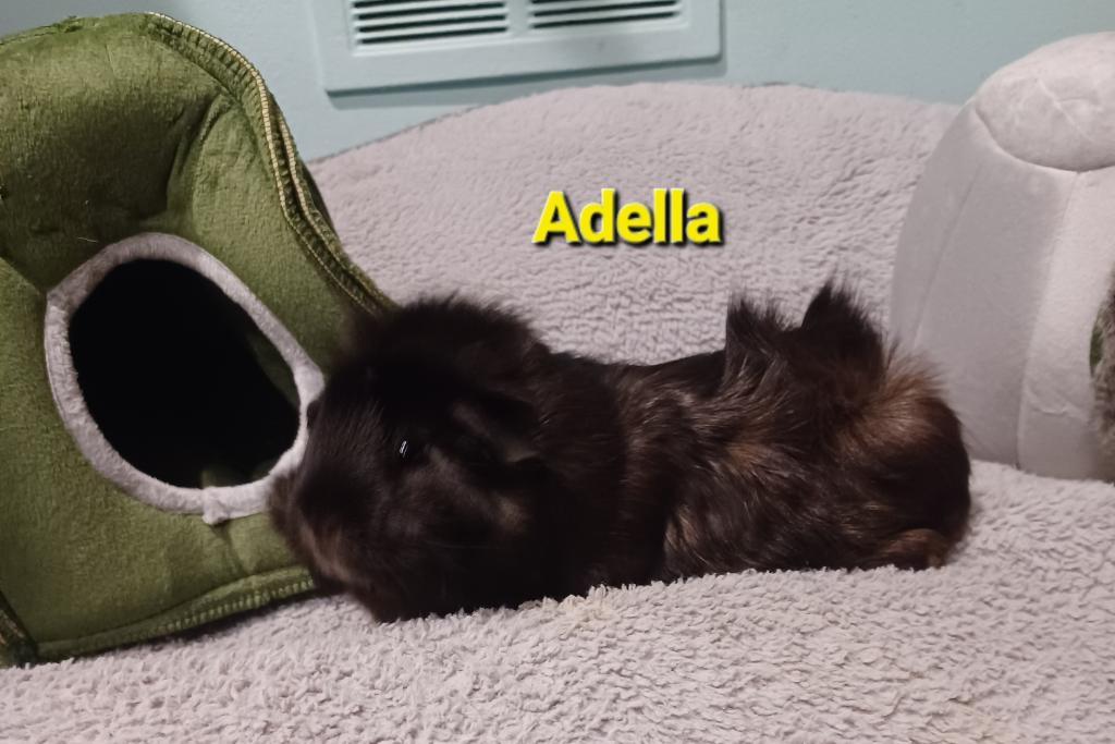 Adella photo 6