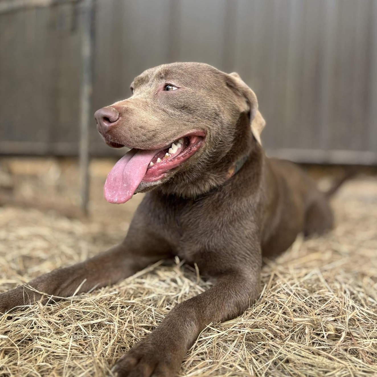 Enlarge Sybbie, a found mixed breed in Newport, AR image 3/6