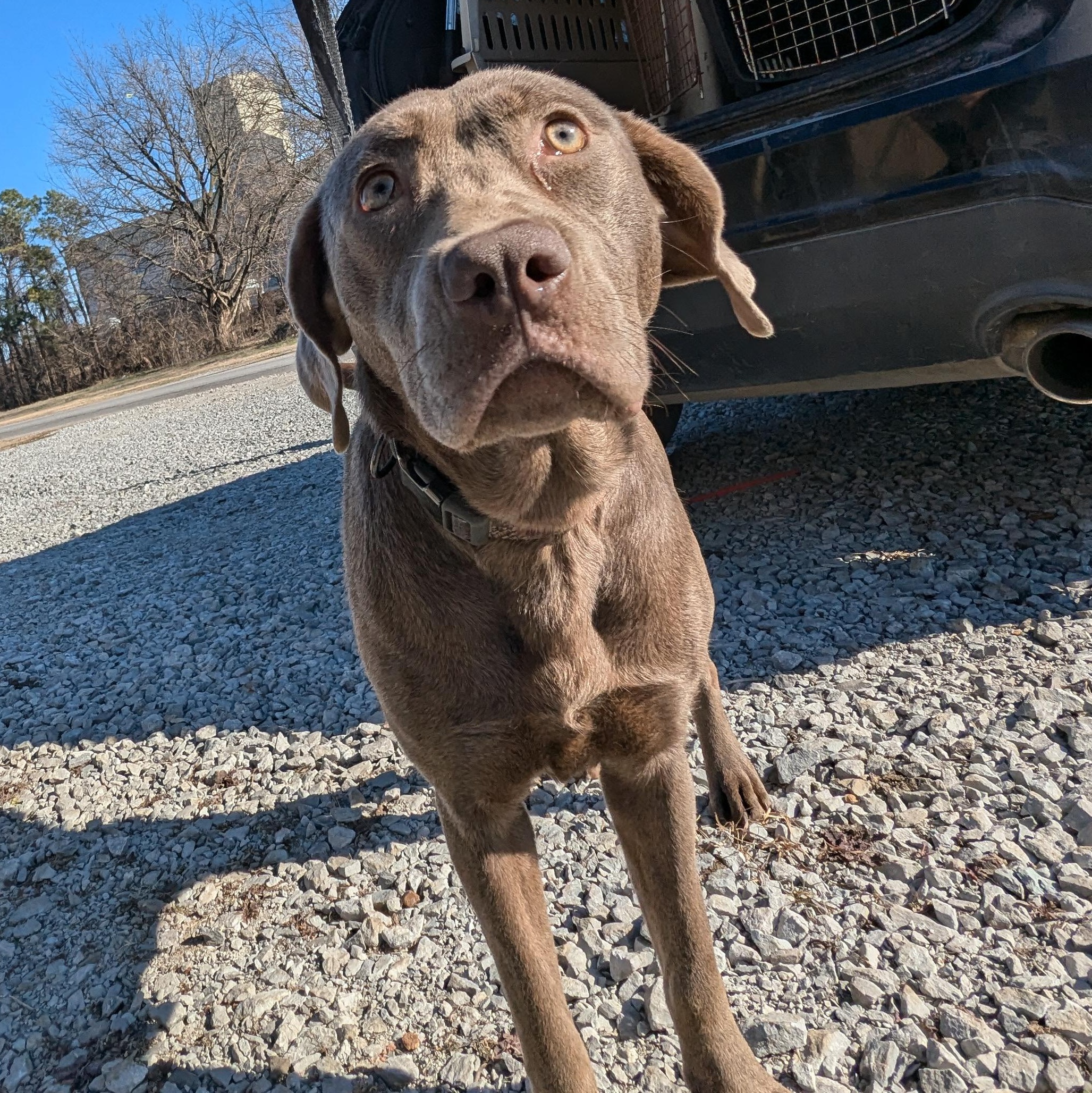 Enlarge Sybbie, a found mixed breed in Newport, AR image 4/6