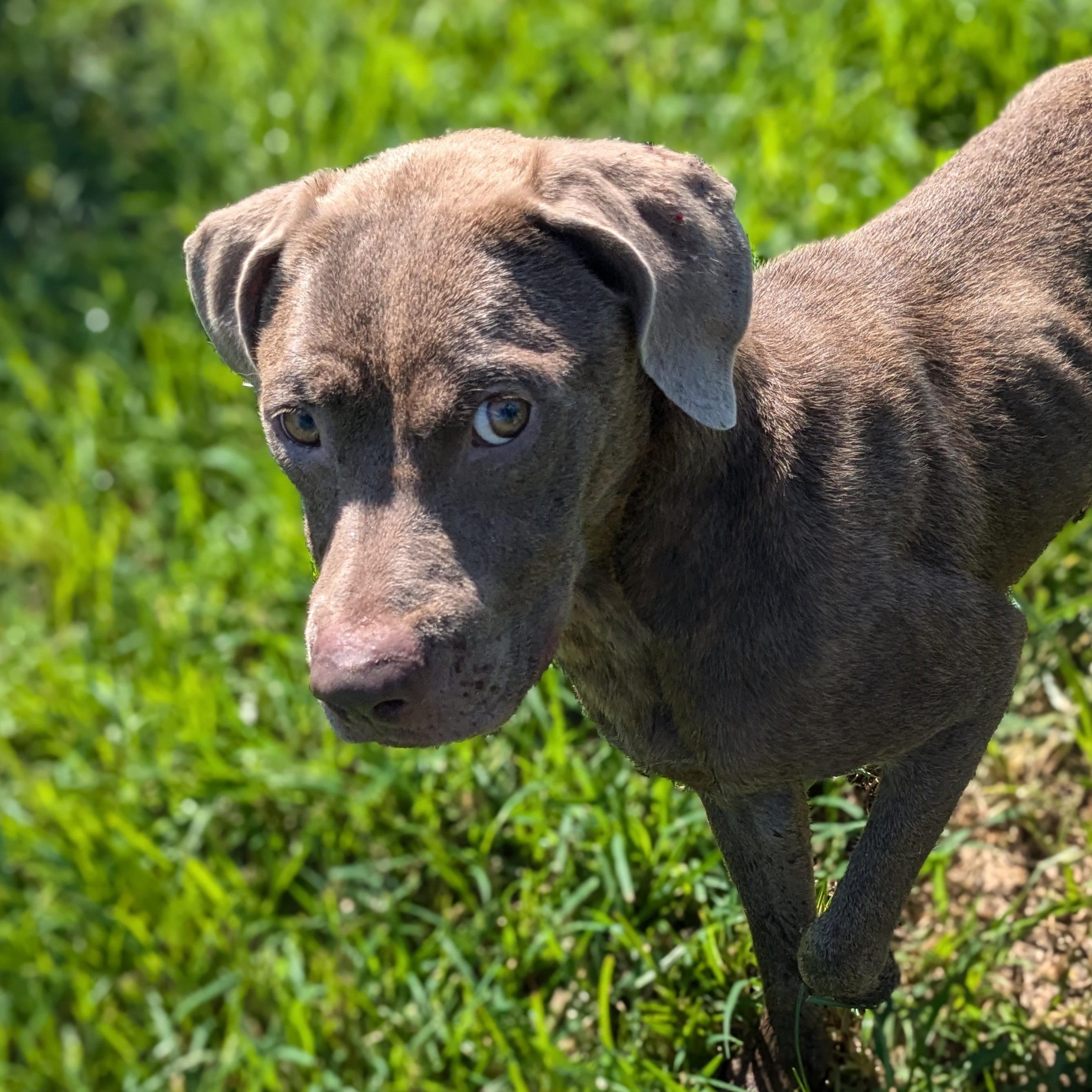 Enlarge Sybbie, a found mixed breed in Newport, AR image 6/6