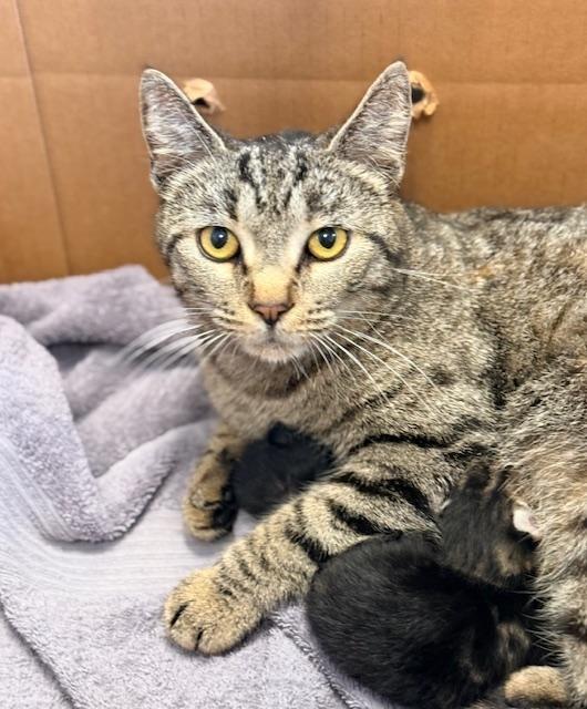 Peony, adoptable, Adult Female Domestic Short Hair.
