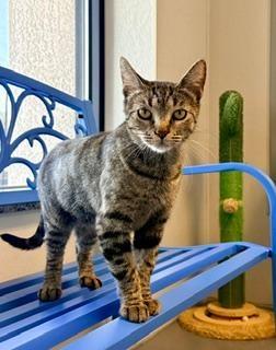 Peony, adoptable, Adult Female Domestic Short Hair.
