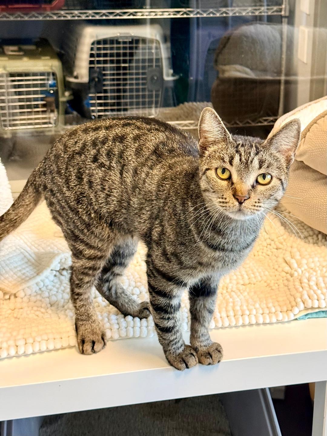 Peony, an adoptable Domestic Short Hair in Winter Haven, FL image 3/6