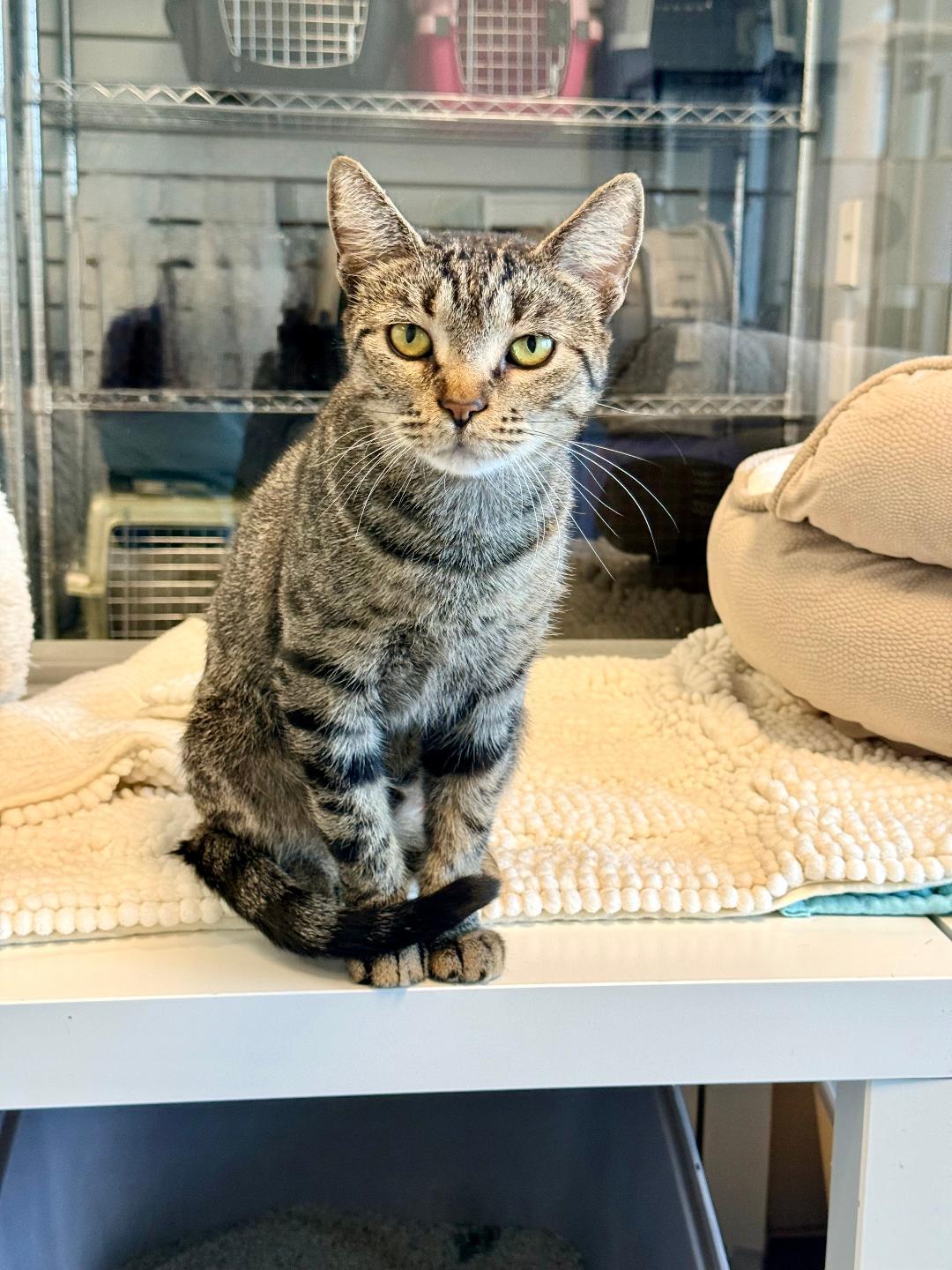 Peony, adoptable, Adult Female Domestic Short Hair.