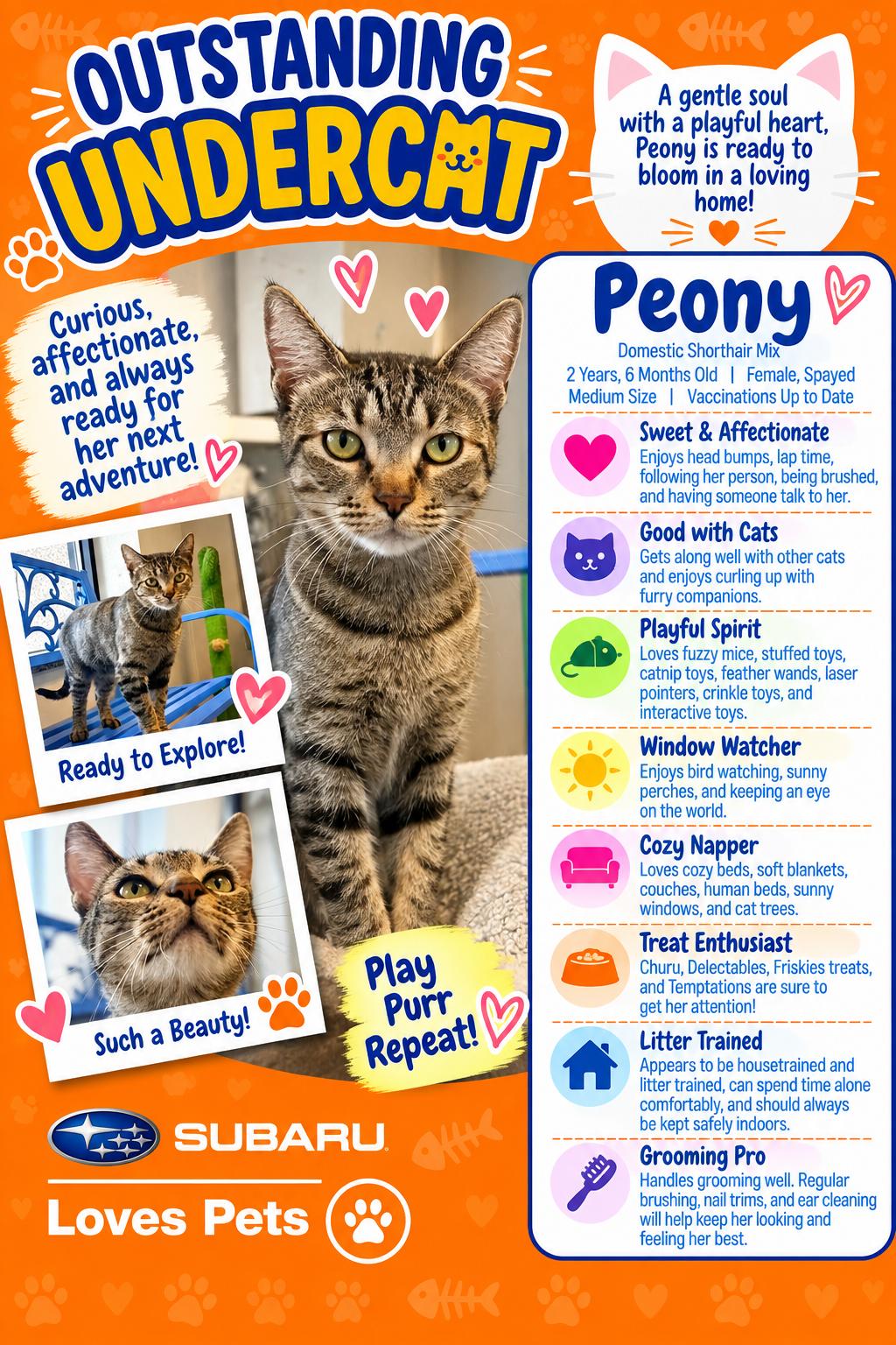 Peony, Adoptable, Adult Female Domestic Short Hair.
