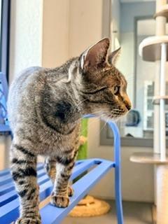 Enlarge Peony, an adoptable Domestic Short Hair in Winter Haven, FL image 2/4