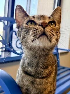 Enlarge Peony, an adoptable Domestic Short Hair in Winter Haven, FL image 3/4