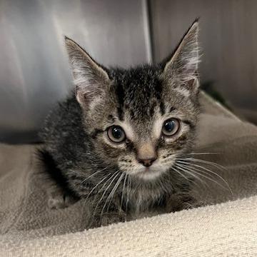 Samoa, Adoptable, Kitten Male Domestic Short Hair.