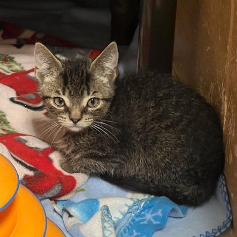 Samoa, a Adoptable Domestic Short Hair in Owosso, MI image 2/3