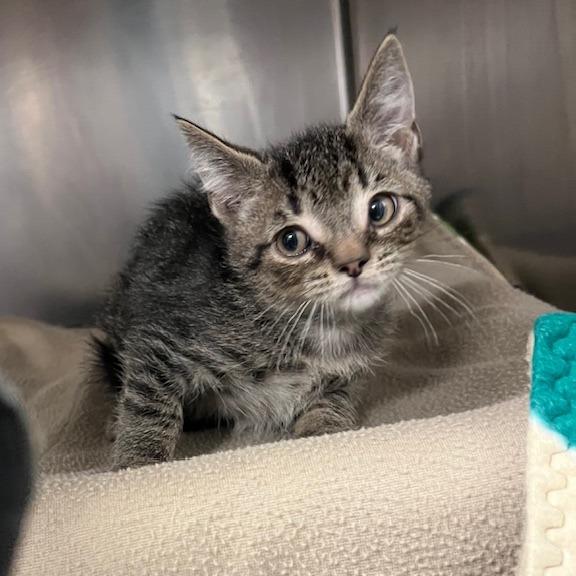 Samoa, a Adoptable Domestic Short Hair in Owosso, MI image 3/3