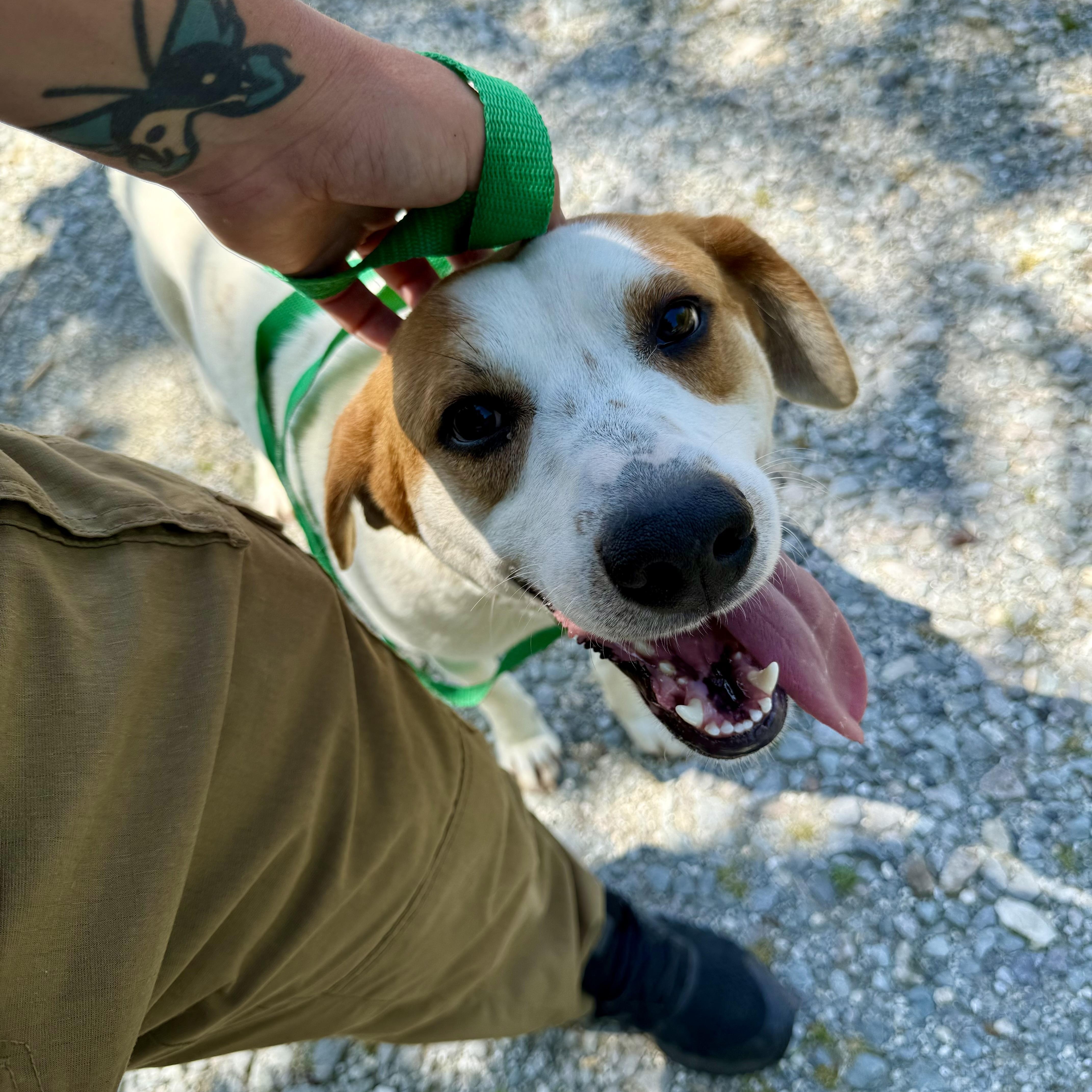 Safari, Young Male Mixed Breed