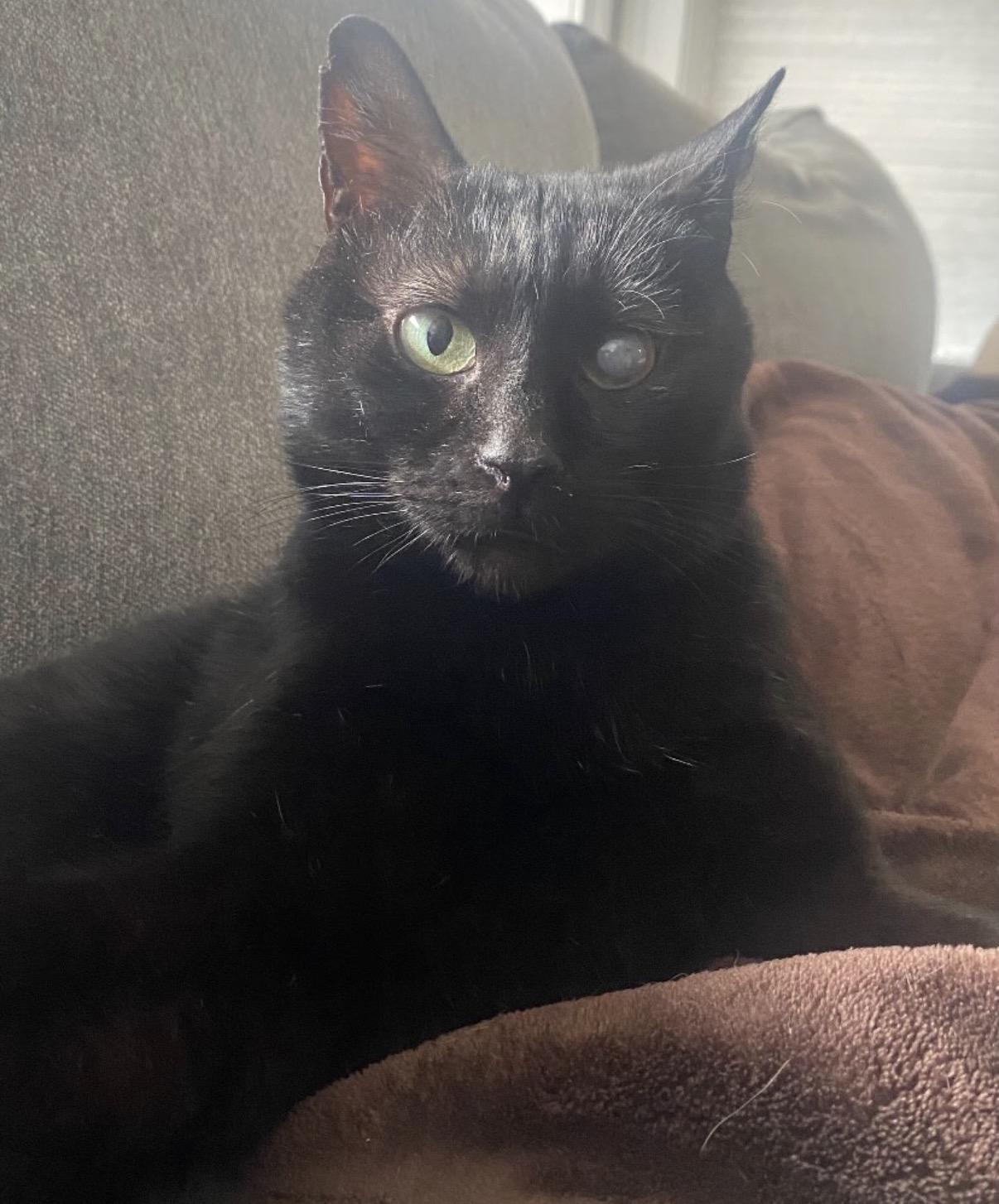 Enlarge Trusty Trinket, a Adoptable Domestic Short Hair in Alexandria, VA image 2/6