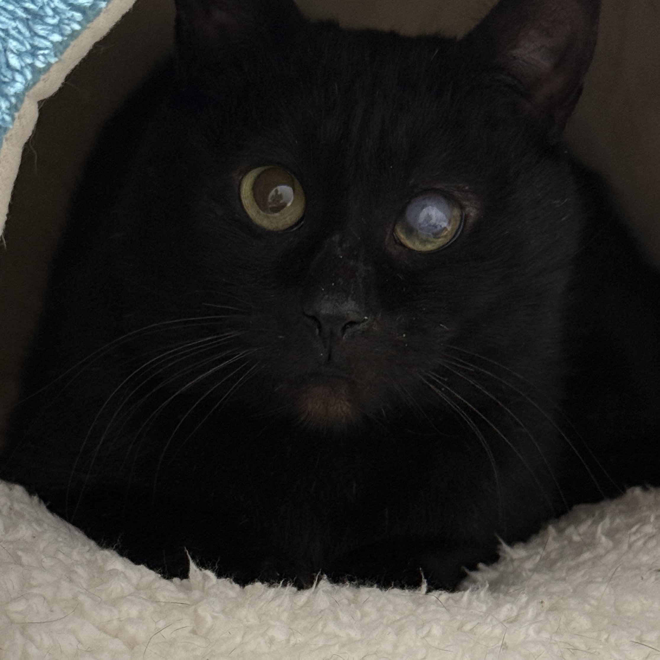 Enlarge Trusty Trinket, a Adoptable Domestic Short Hair in Alexandria, VA image 4/6