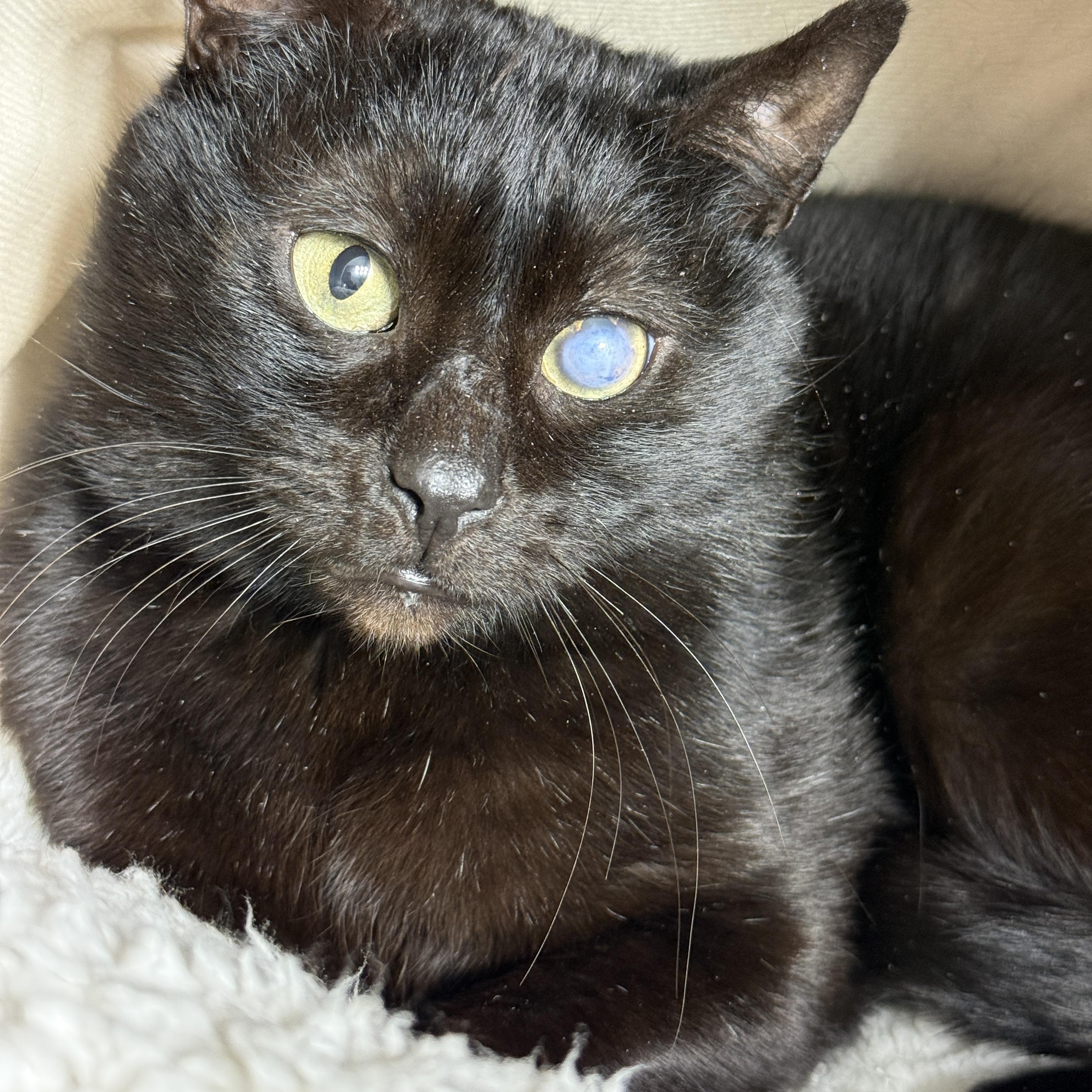 Enlarge Trusty Trinket, a Adoptable Domestic Short Hair in Alexandria, VA image 5/6