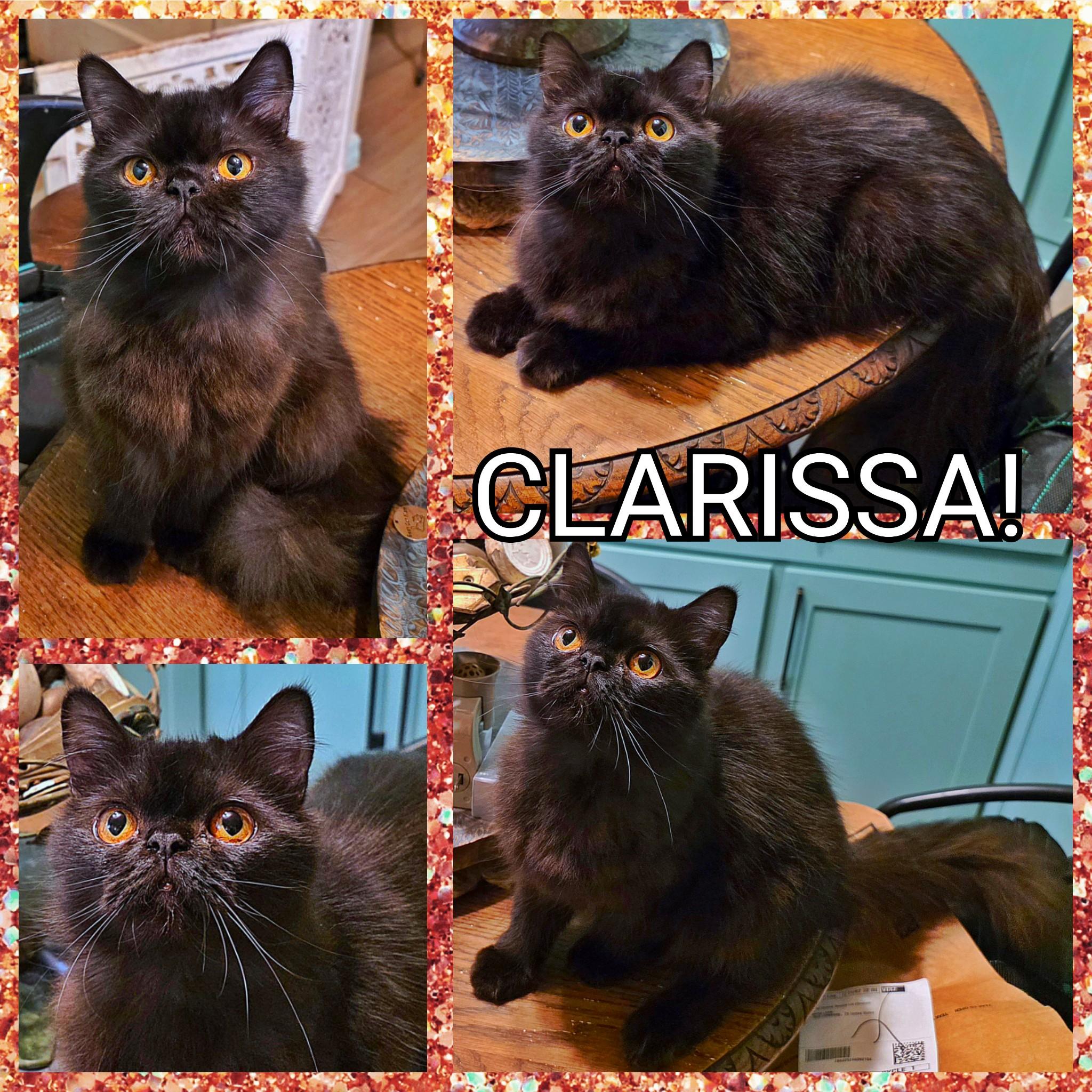 Clarissa, a Adoptable Persian in Converse, TX image 6/6