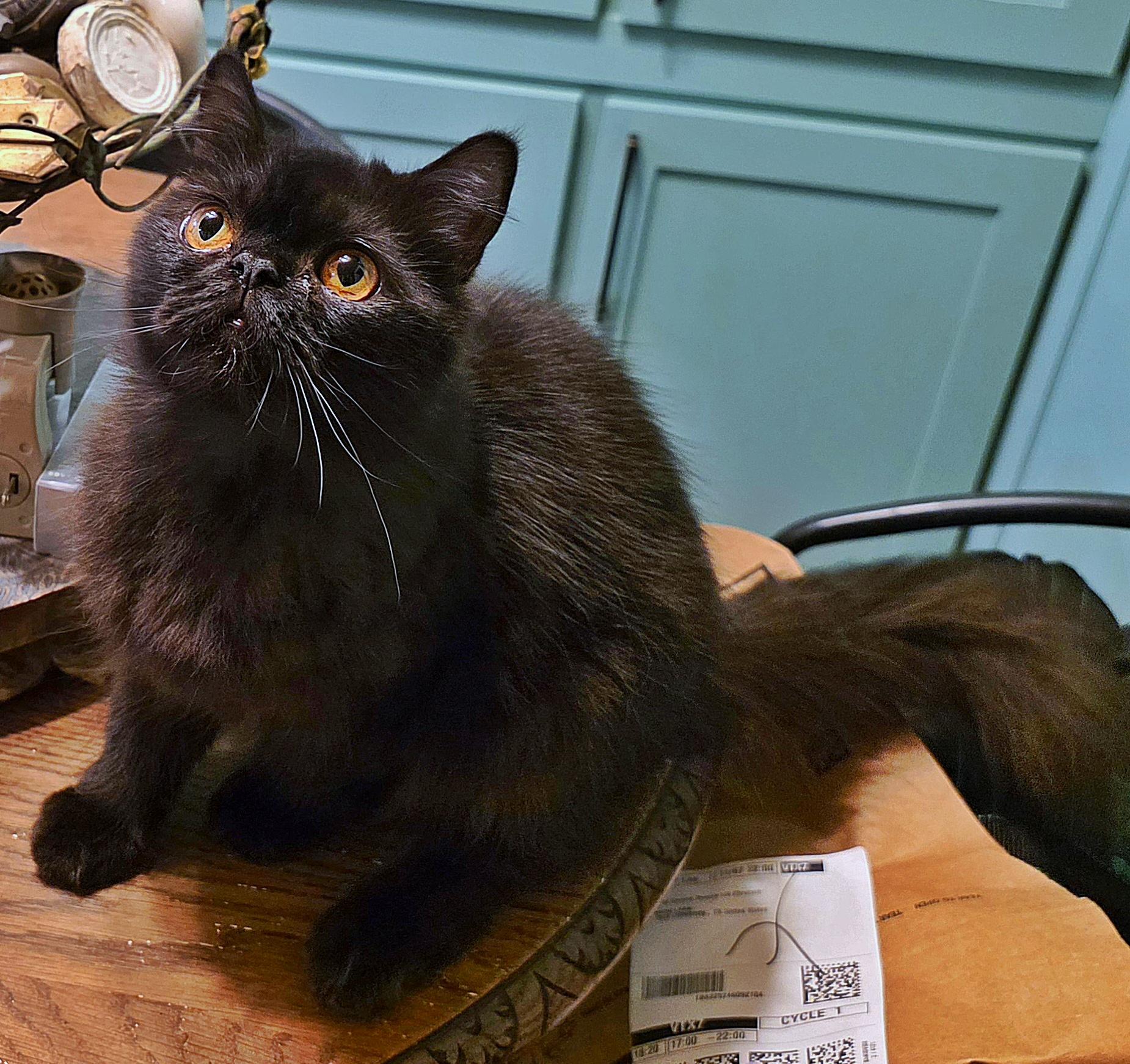 Clarissa, a Adoptable Persian in Converse, TX image 4/6