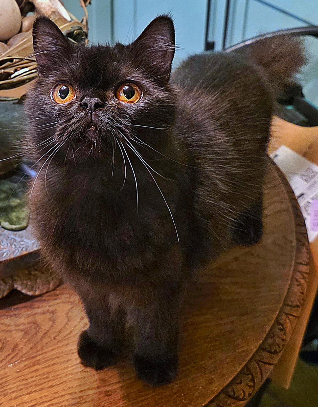 Clarissa, a Adoptable Persian in Converse, TX image 3/6