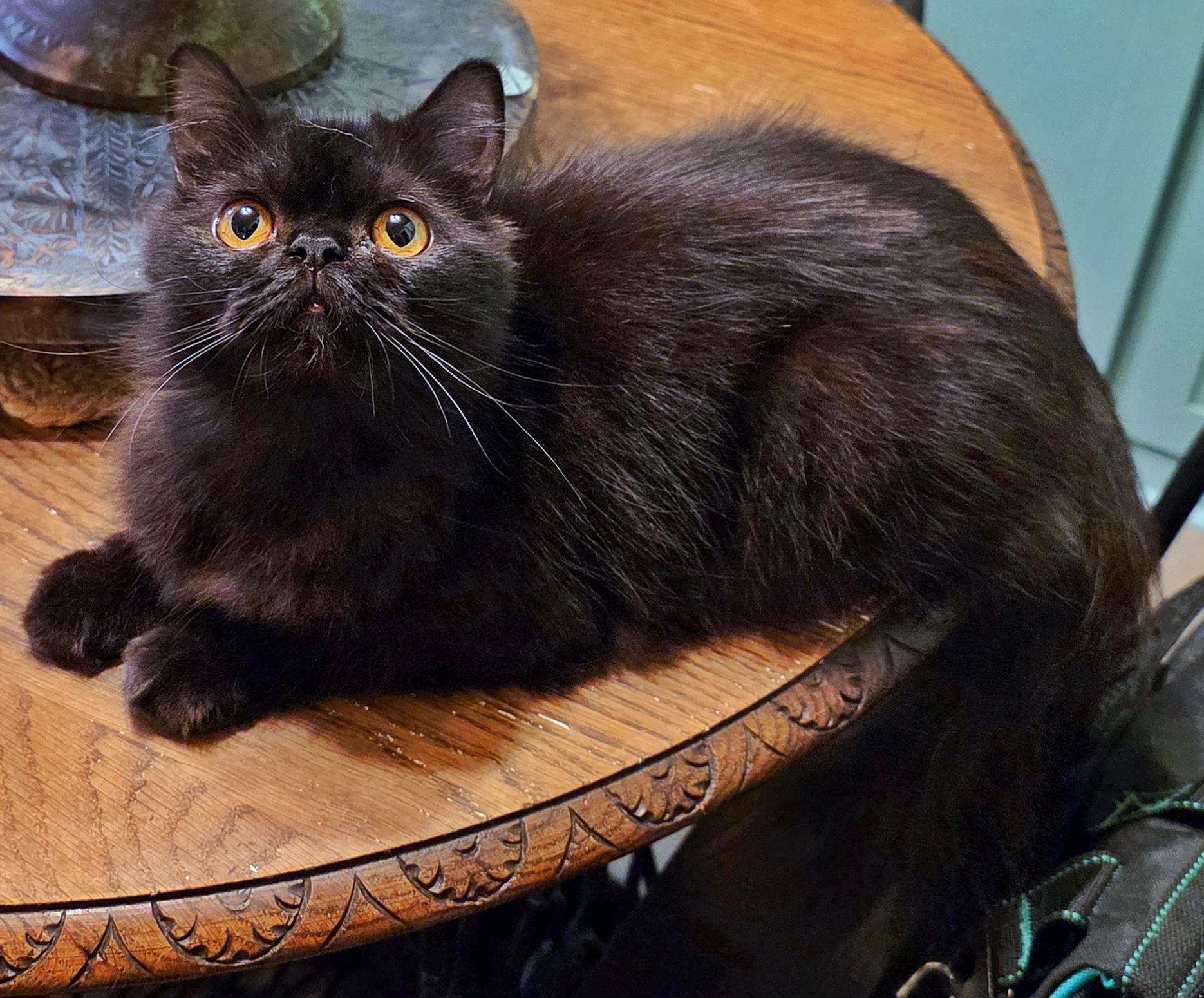 Clarissa, a Adoptable Persian in Converse, TX image 2/6