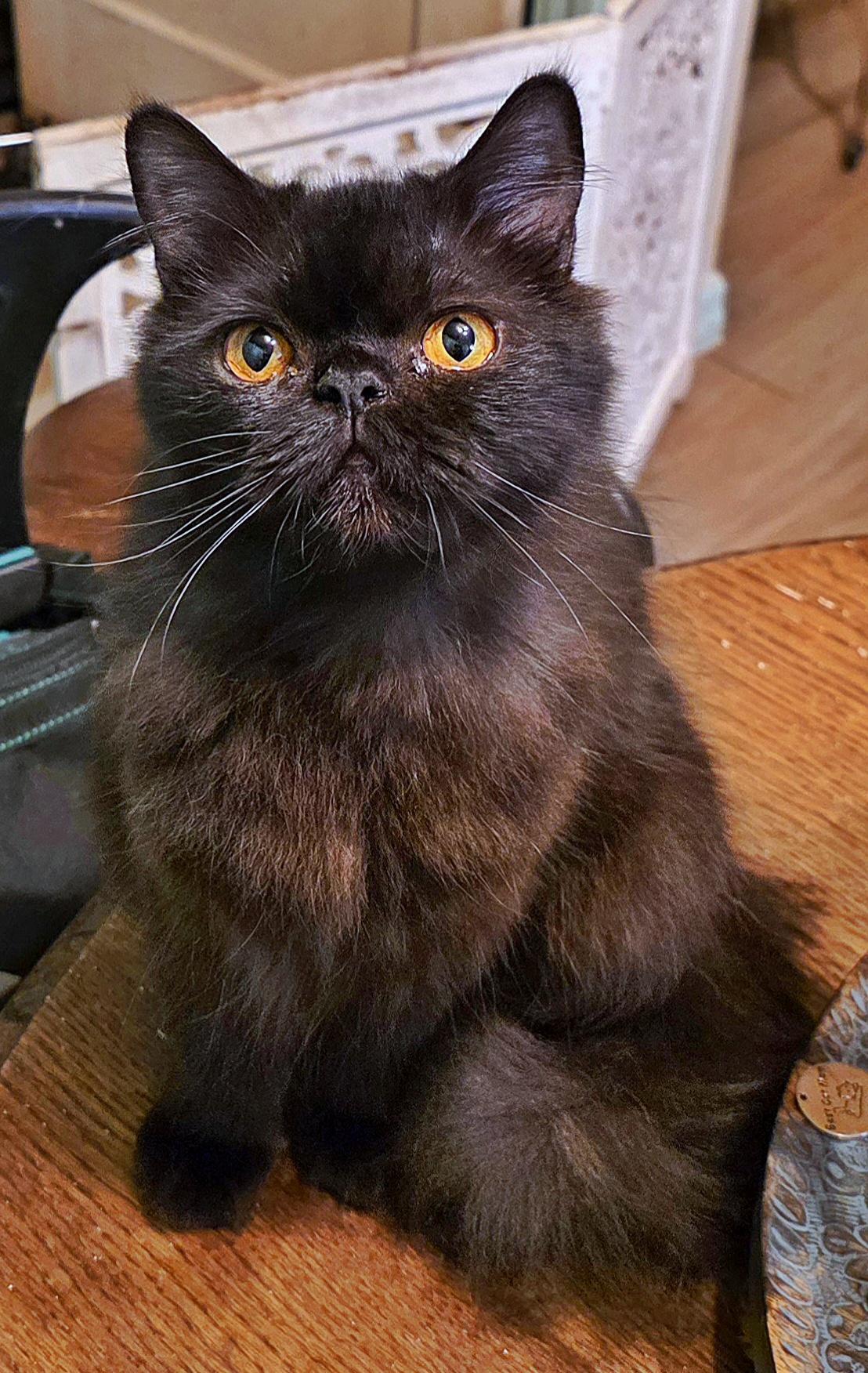 Clarissa, a Adoptable Persian in Converse, TX image 5/6