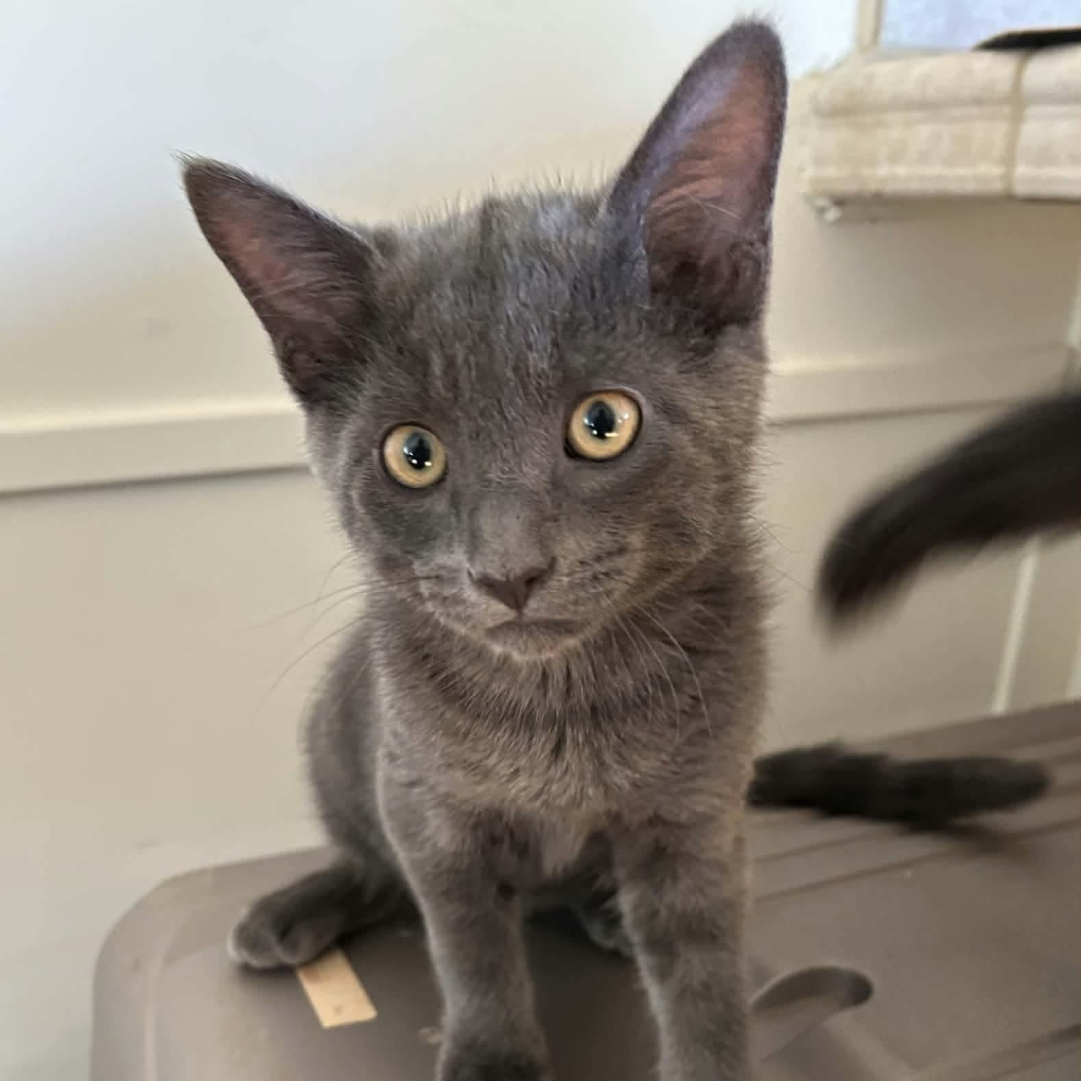Valdeon, an adopted mixed breed in Gladstone, OR image 3/6