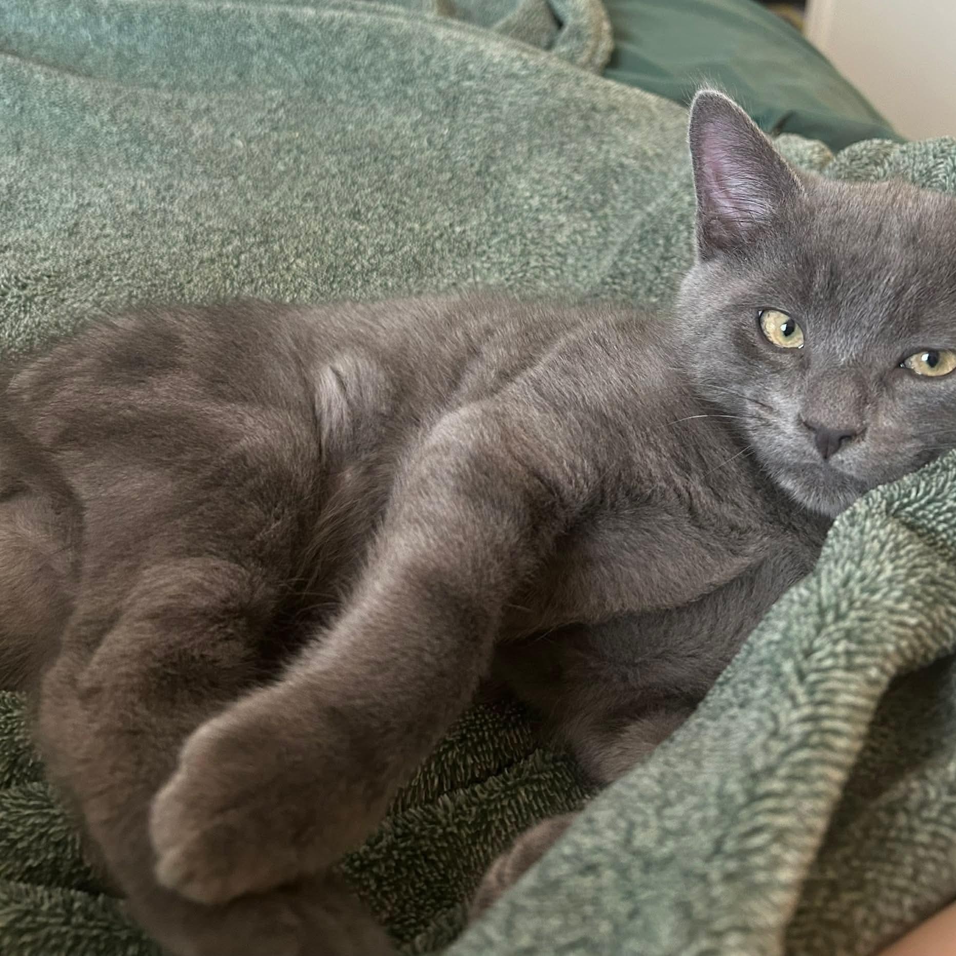Valdeon, an adopted mixed breed in Gladstone, OR image 1/6