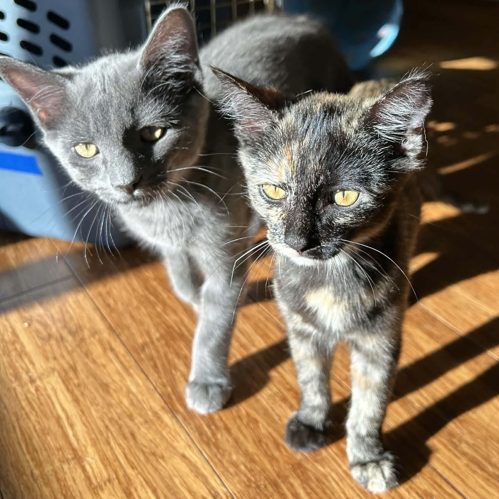 Valdeon, an adopted mixed breed in Gladstone, OR image 5/6