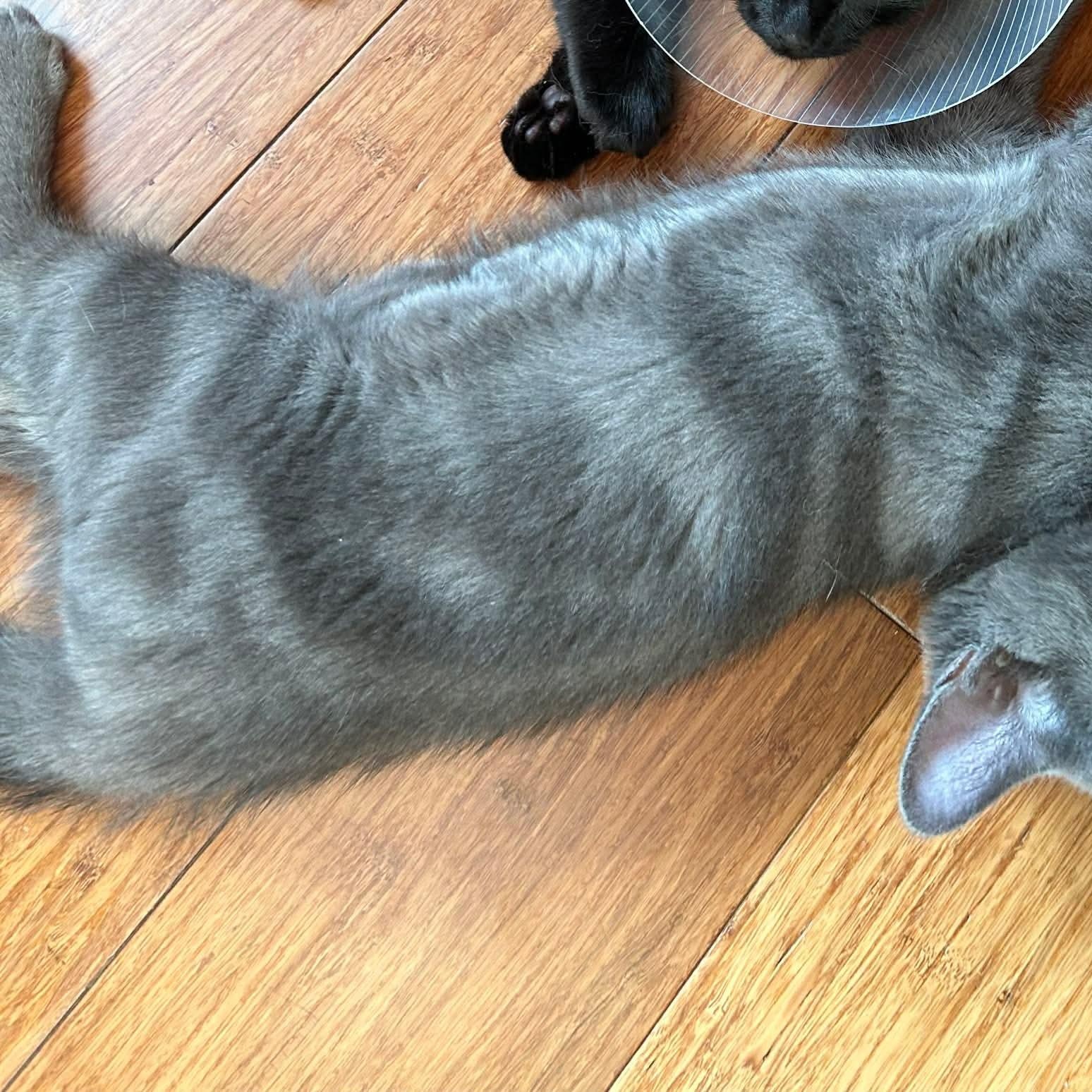 Valdeon, an adopted mixed breed in Gladstone, OR image 2/6