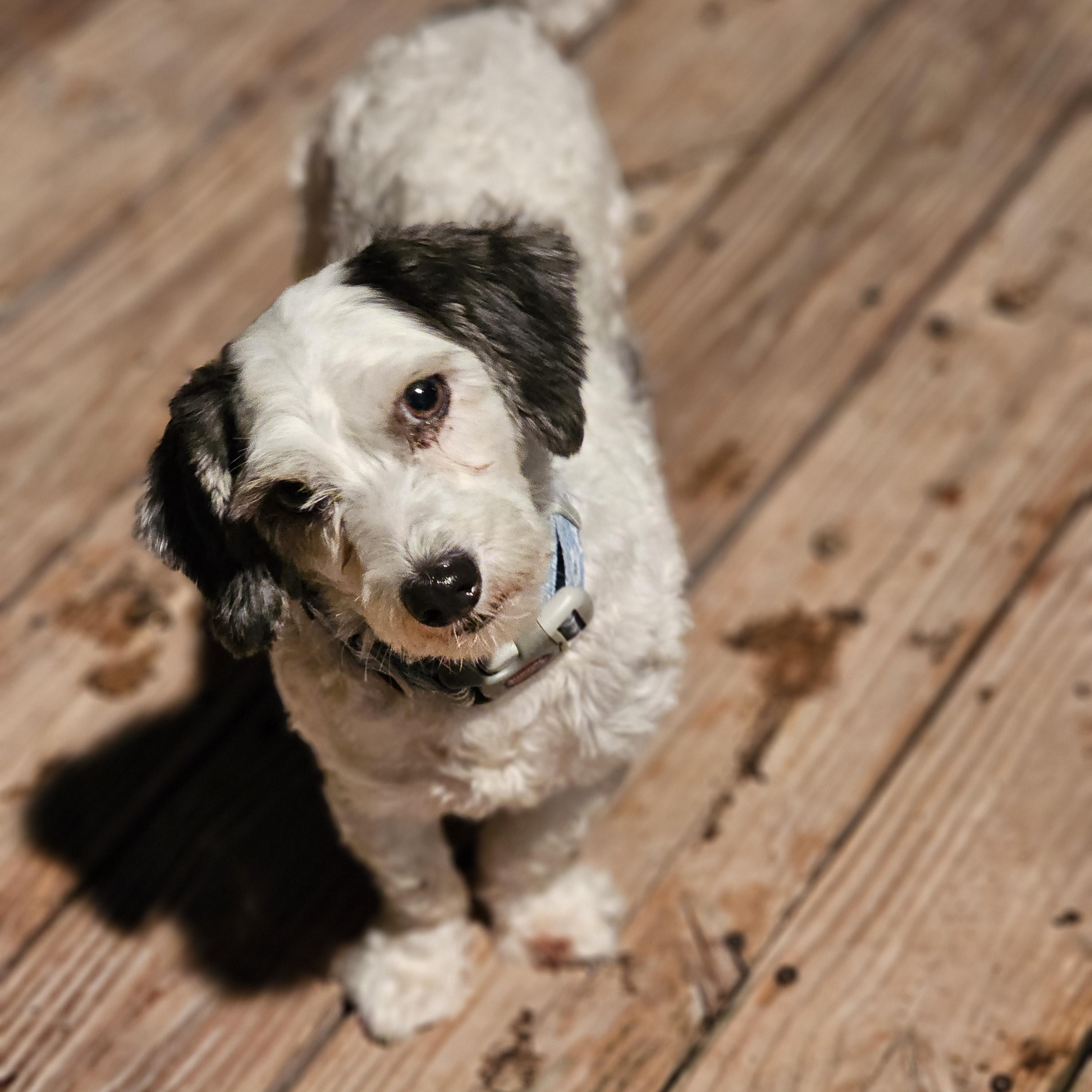 Enlarge Snoopy, an adopted Havanese in O Fallon, IL image 5/6