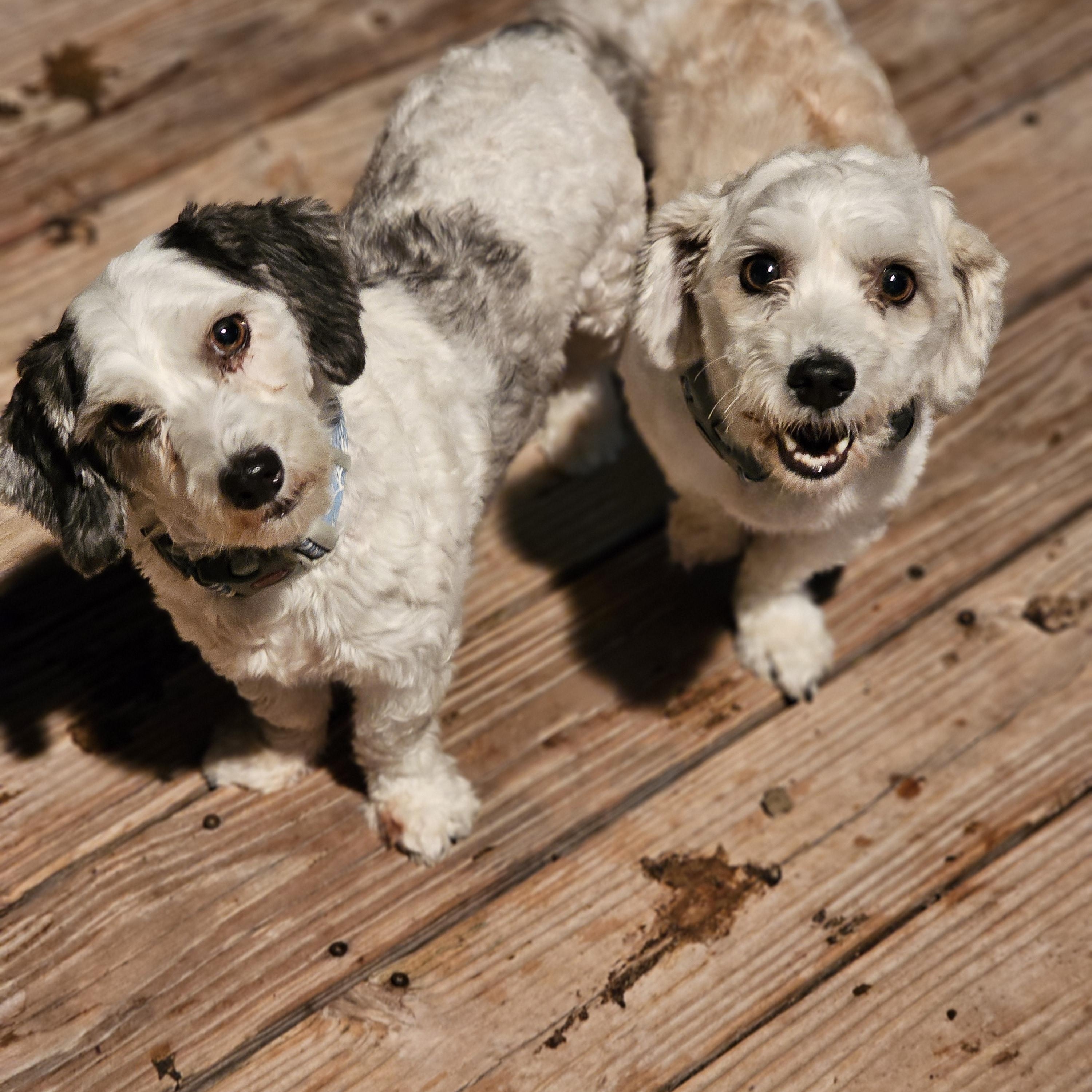 Enlarge Snoopy, an adopted Havanese in O Fallon, IL image 2/6