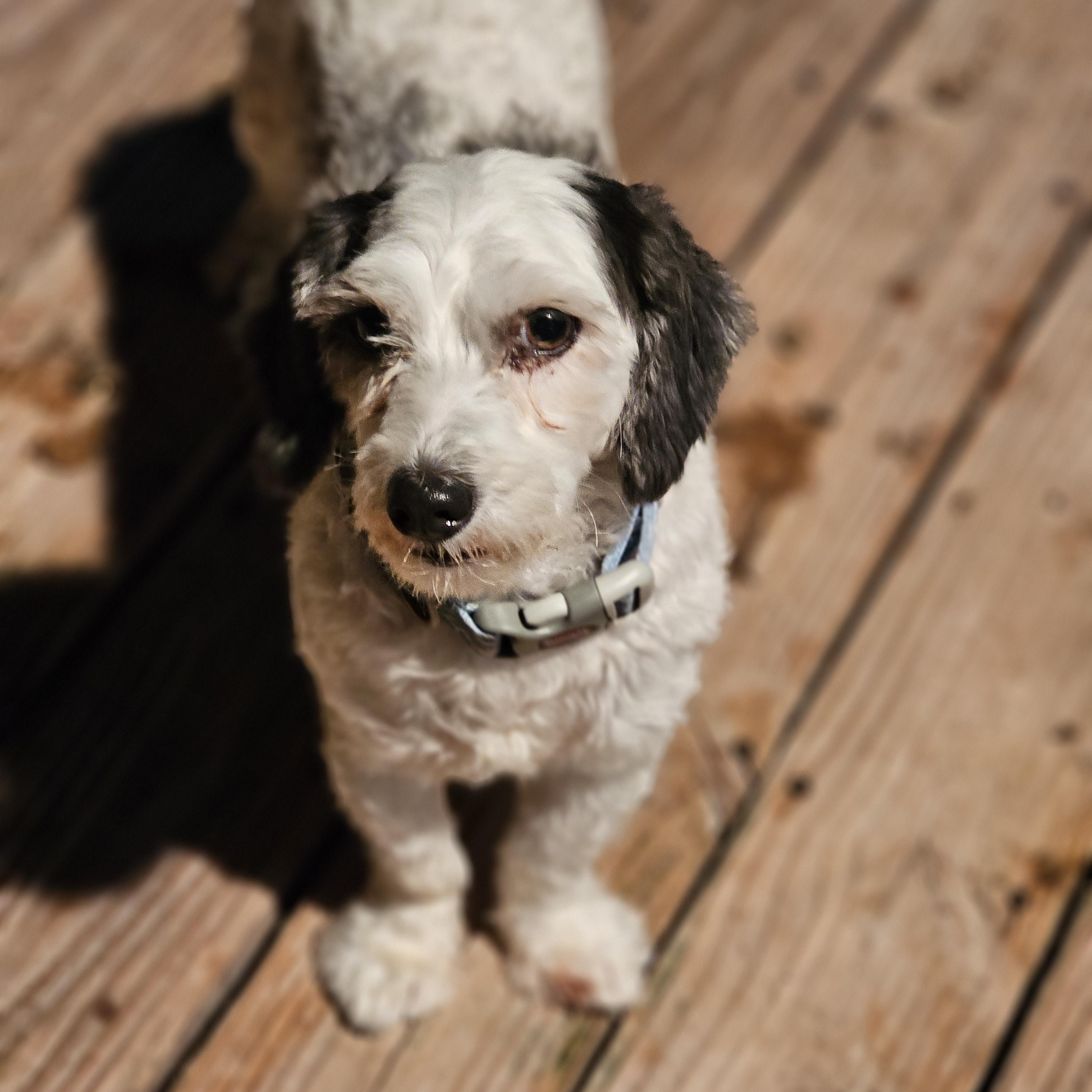 Enlarge Snoopy, an adopted Havanese in O Fallon, IL image 4/6
