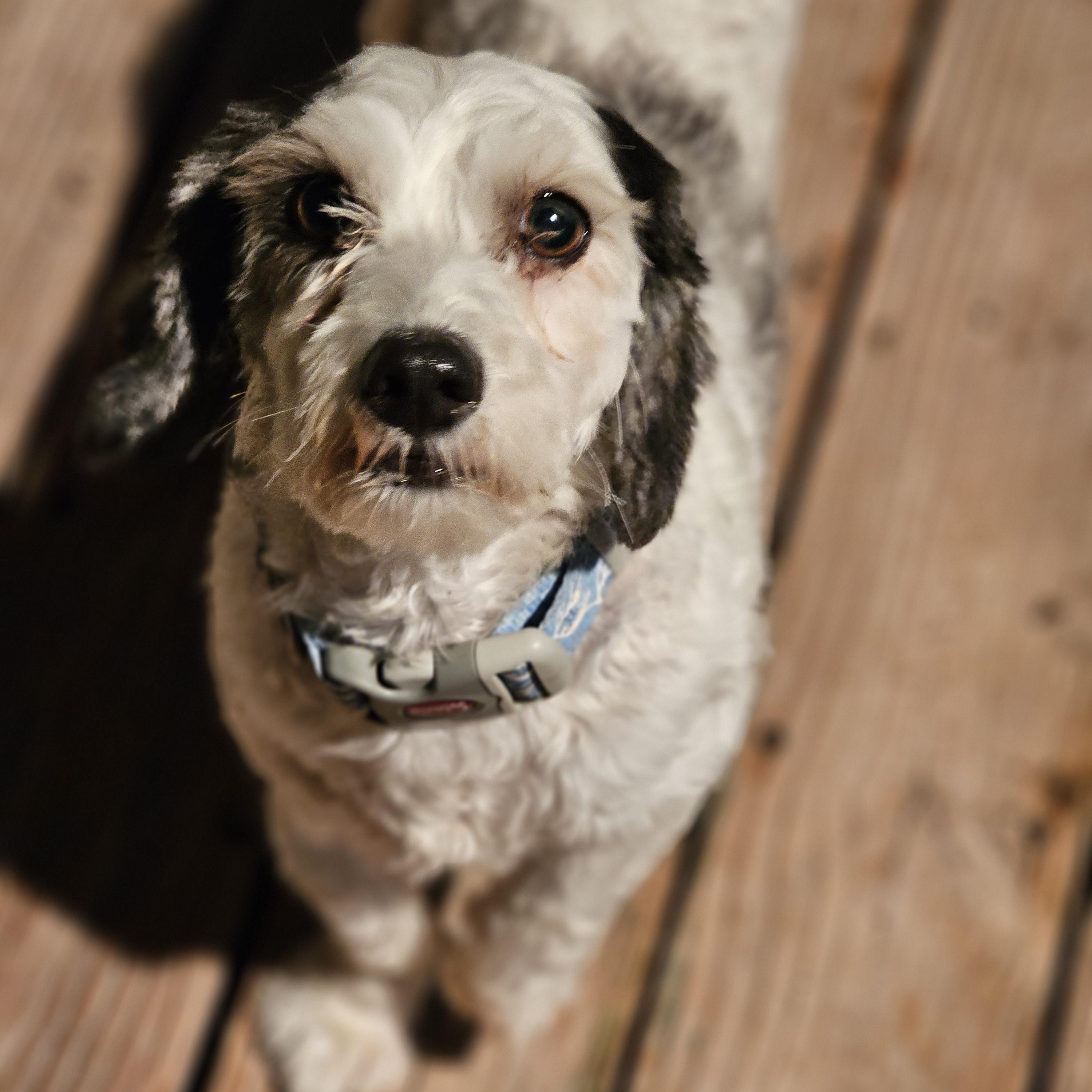 Enlarge Snoopy, an adopted Havanese in O Fallon, IL image 6/6